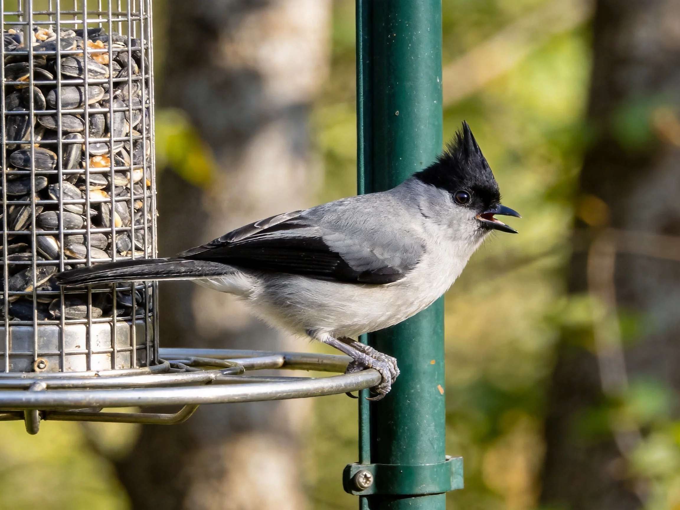 A crested gray and black bird perched by a seed-filled feeder