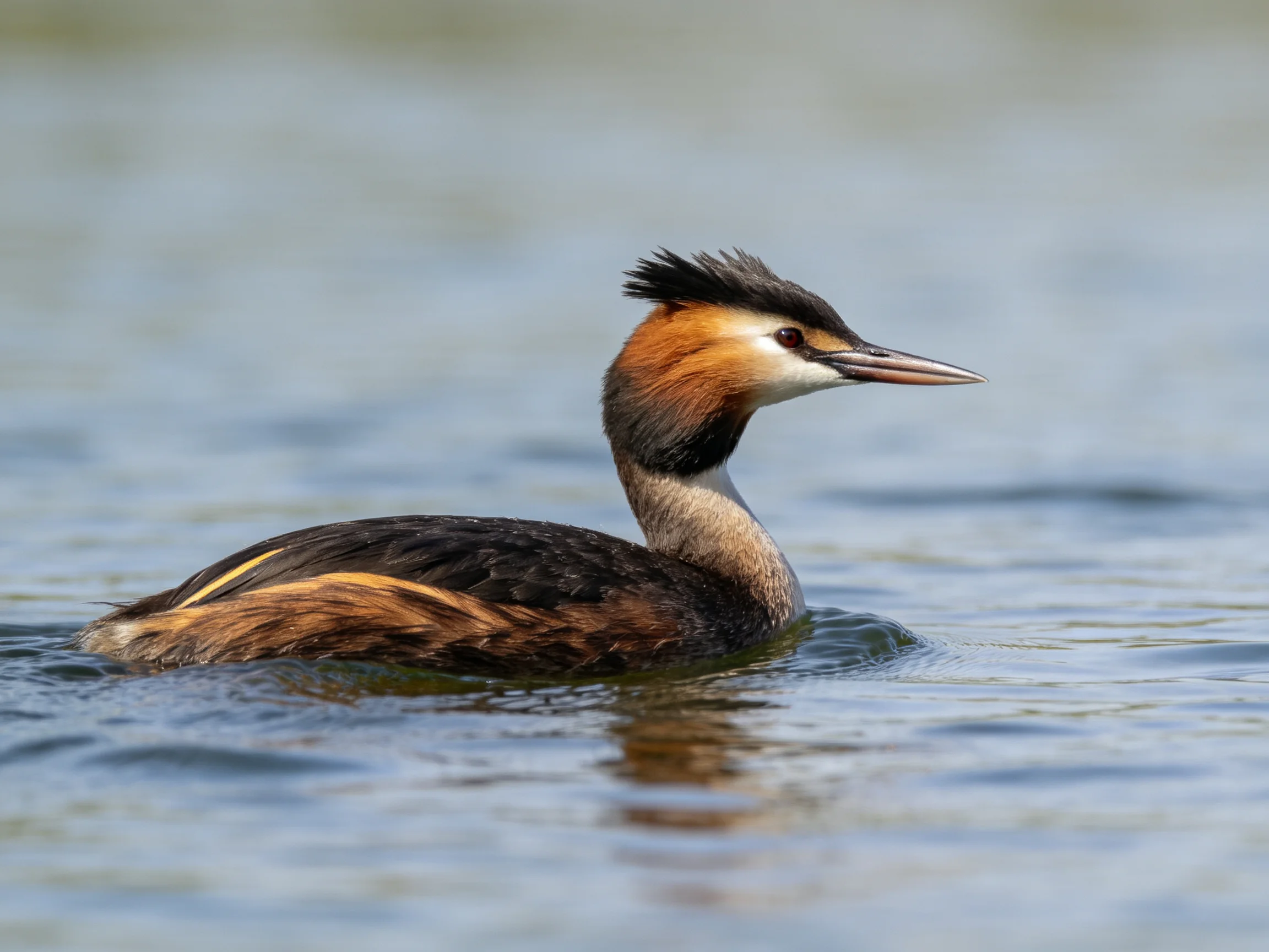 A crested grebe with brown, black, and orange plumage glides over calm water.