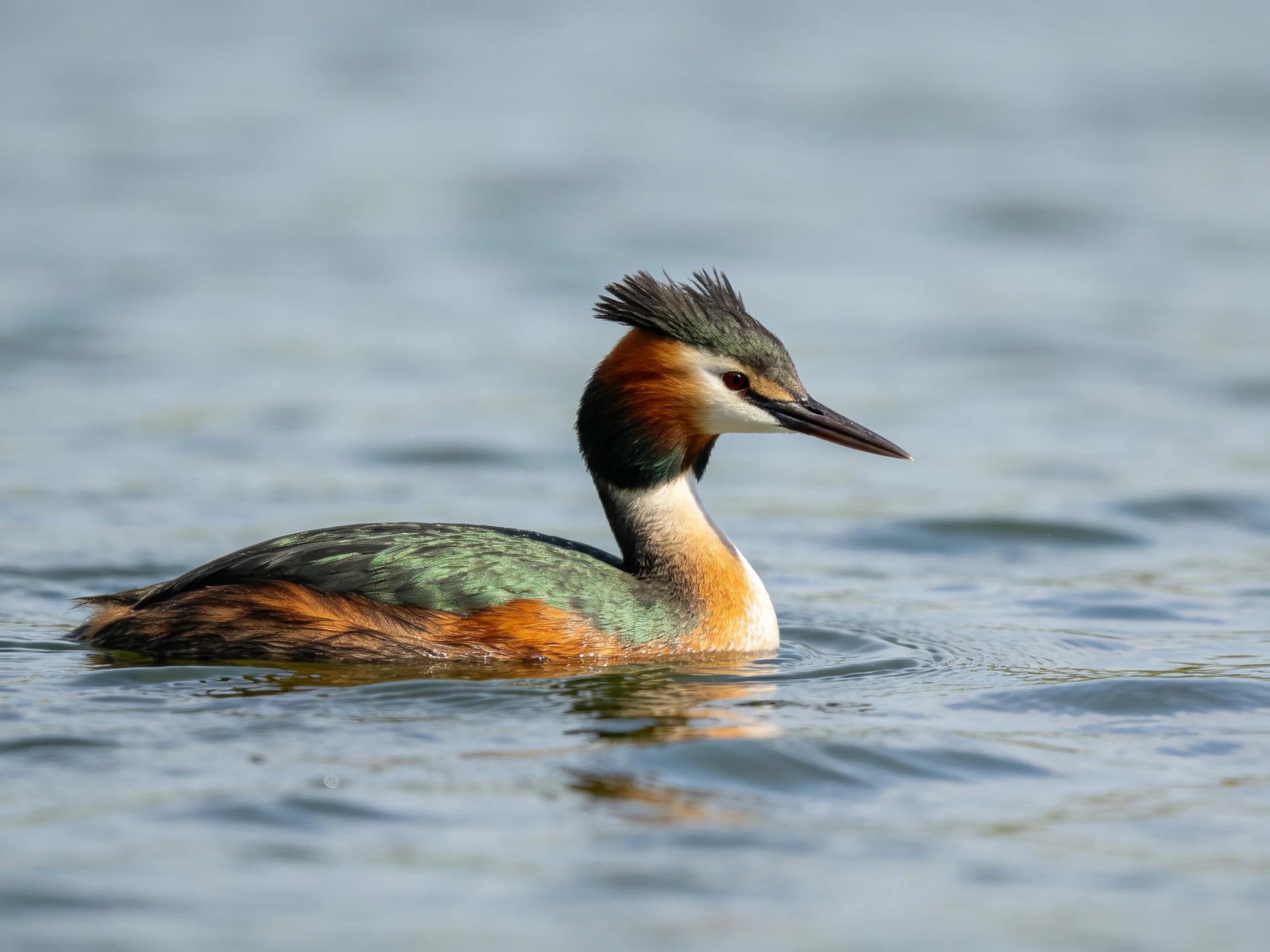 A crested grebe with multicolored feathers swims in calm water