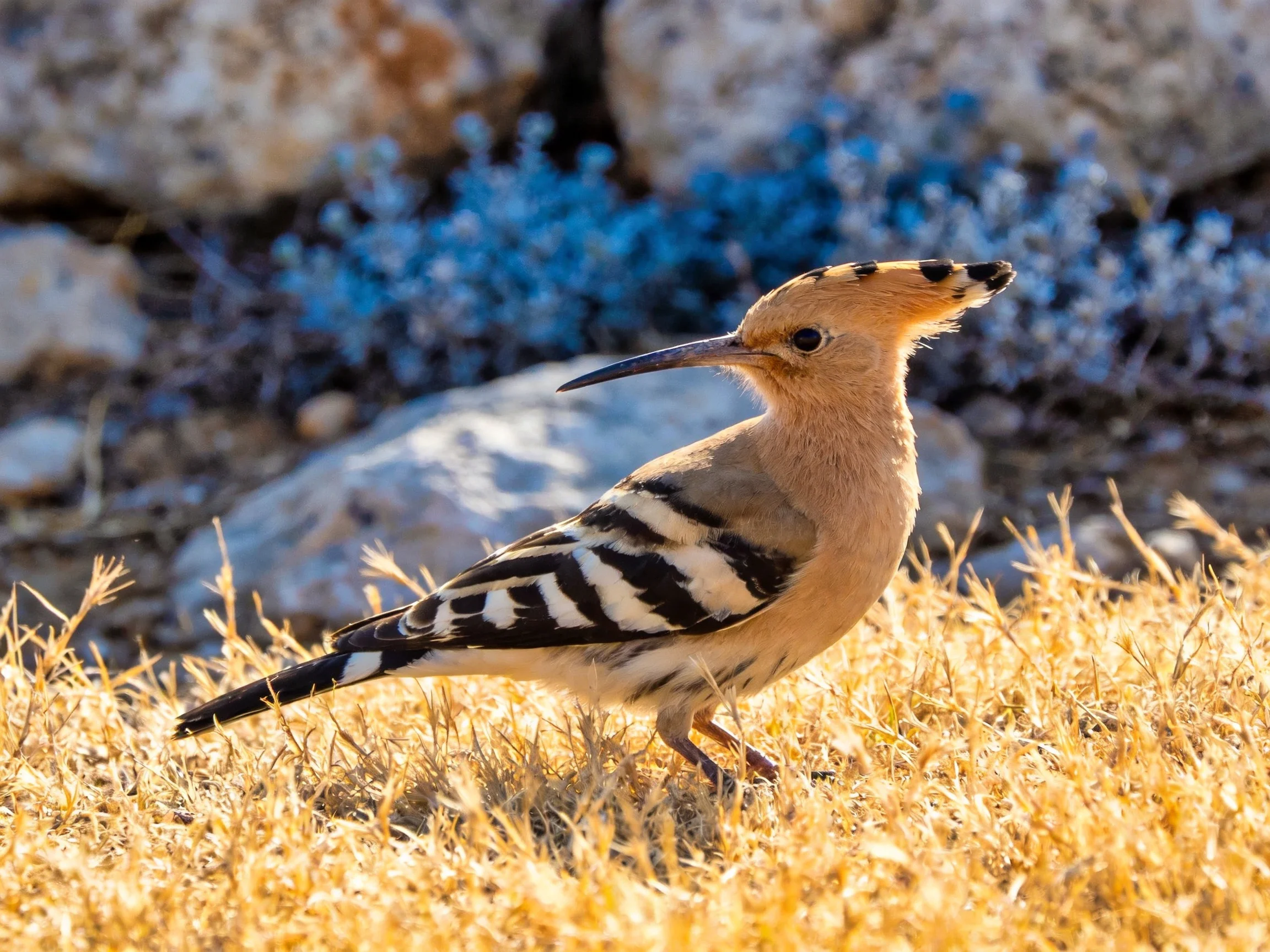 A crested hoopoe with black-and-white wings stands on golden grass