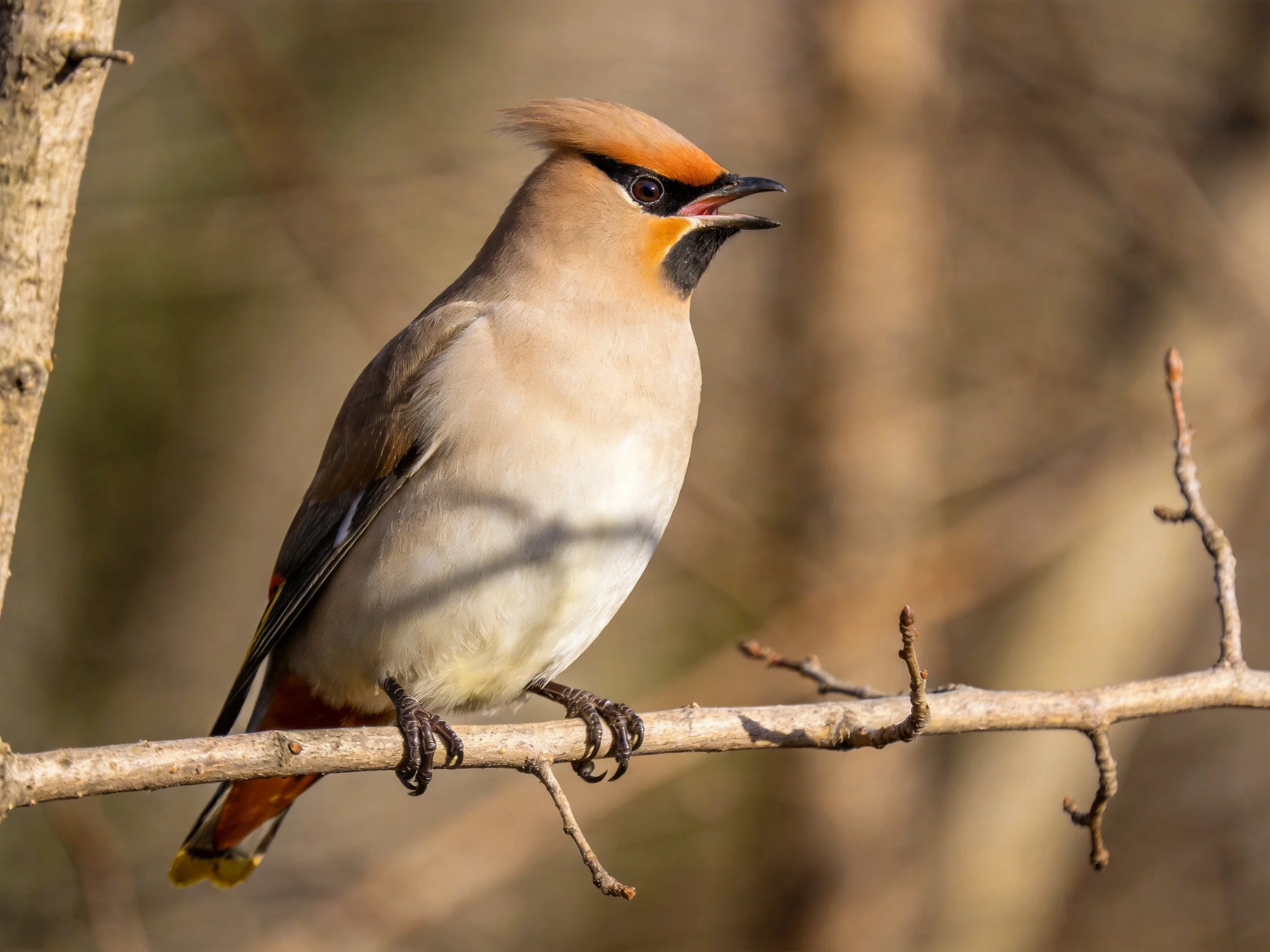 A crested waxwing with orange, black, and white plumage perched on a bare tree branch