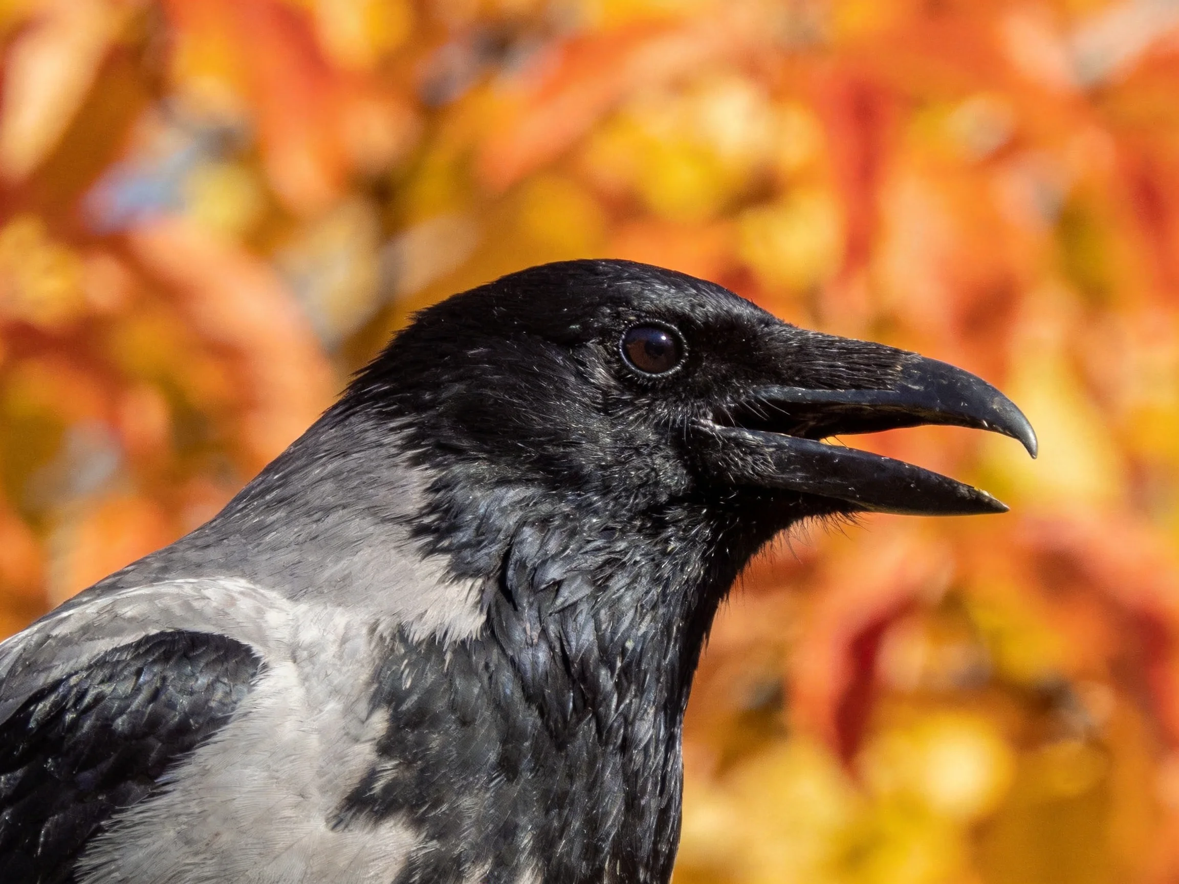 A crow with black and gray plumage against vibrant autumn foliage
