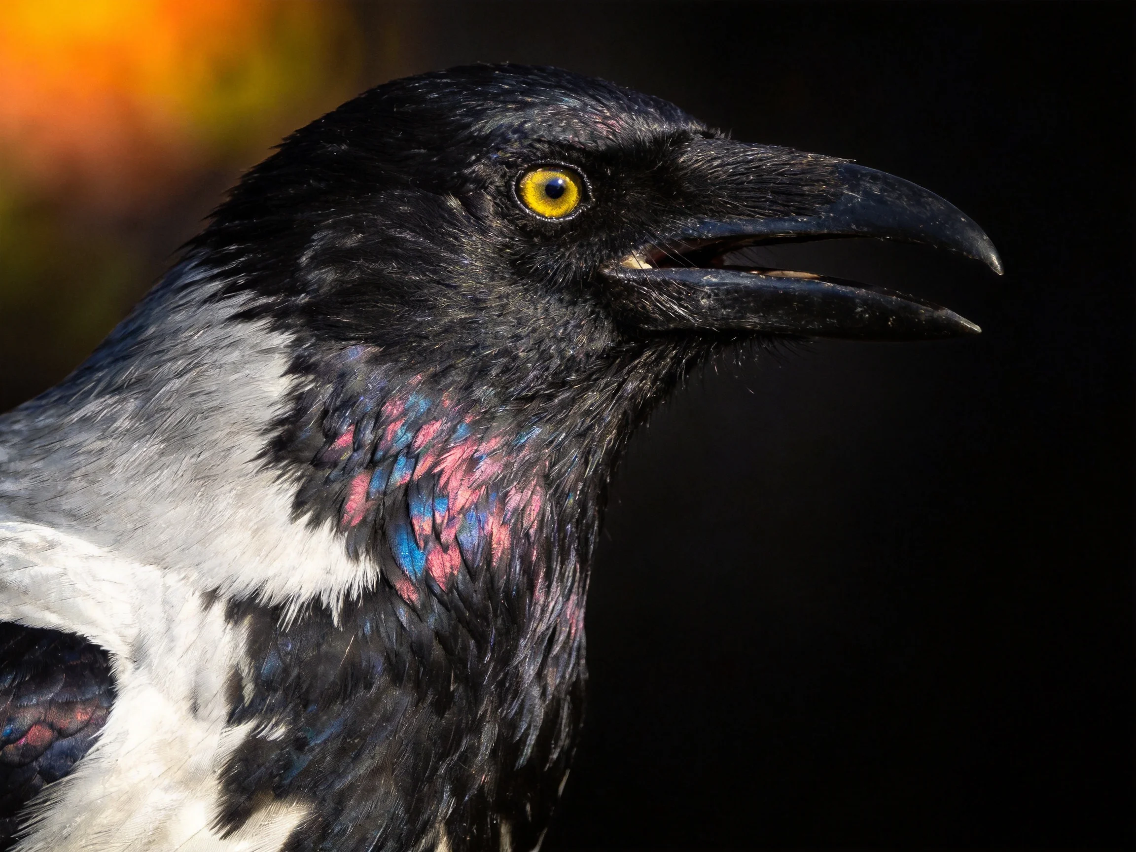 A crow with iridescent pink, blue, and gray plumage in close - up