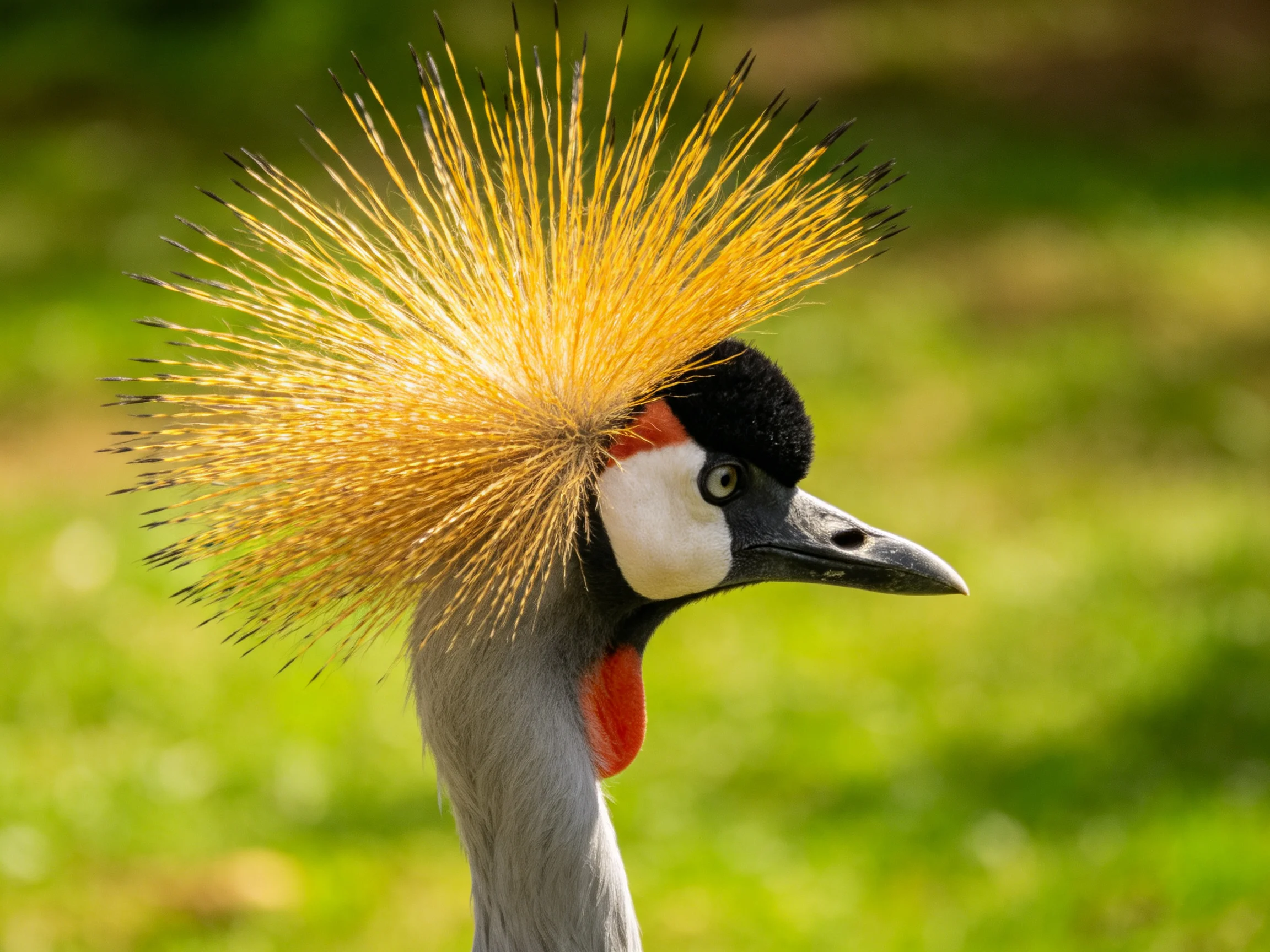 A crowned crane with golden crest feathers and colorful facial markings