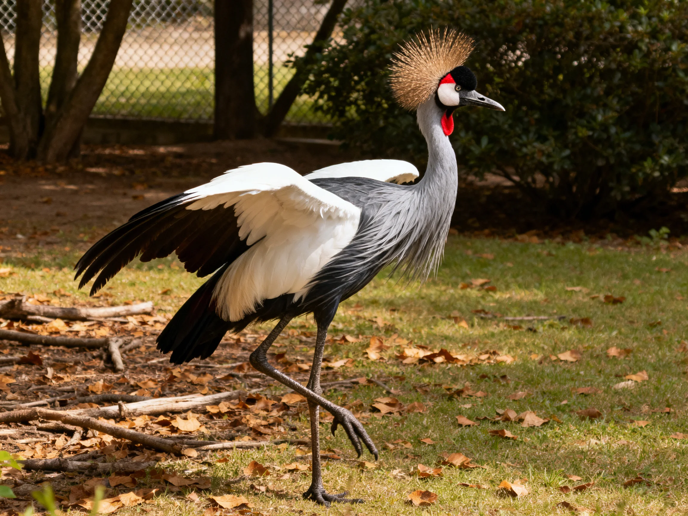 A crowned crane with colorful plumage moves across a grassy area with fallen leaves.