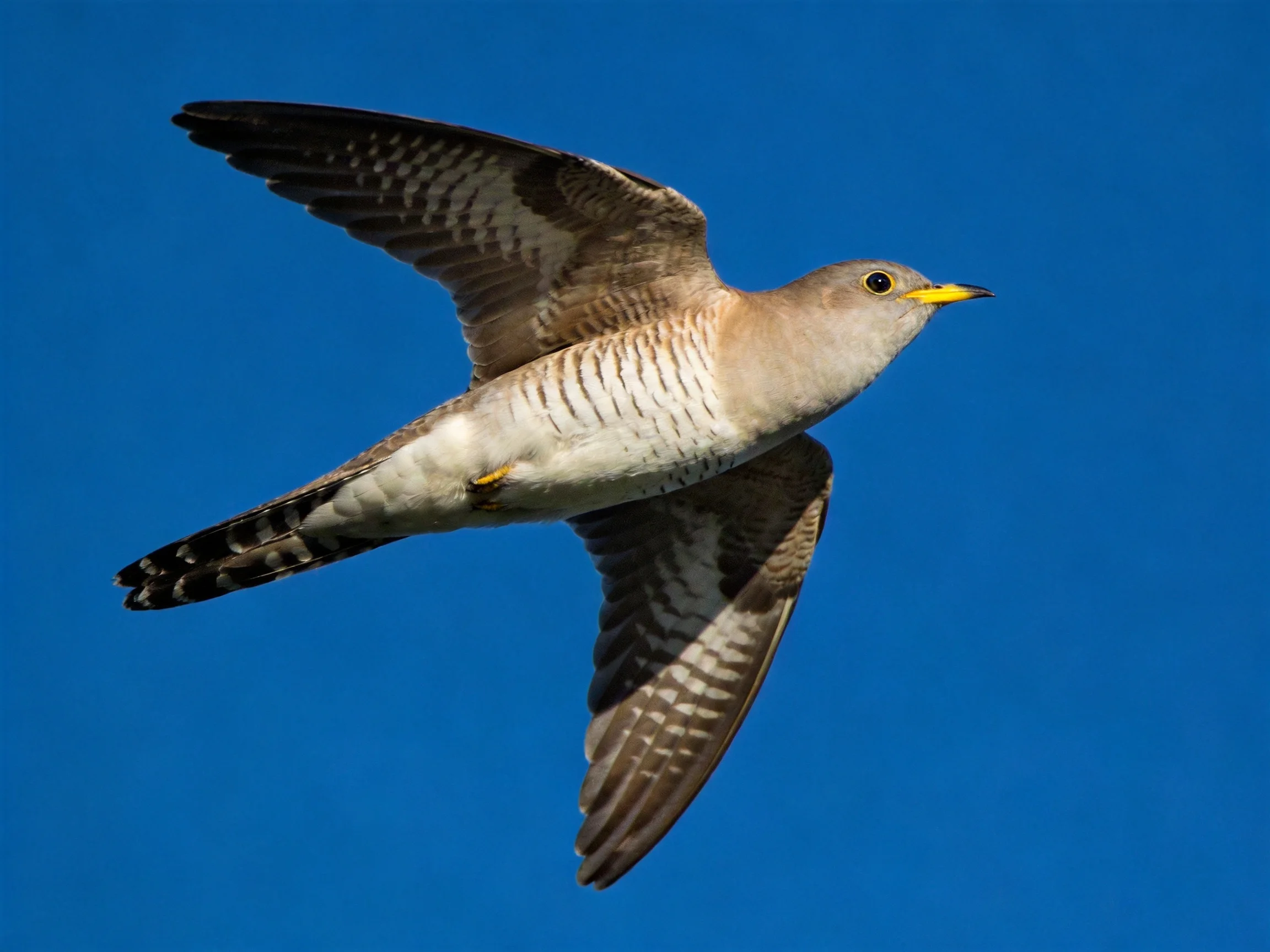 A cuckoo bird soaring with outstretched wings
