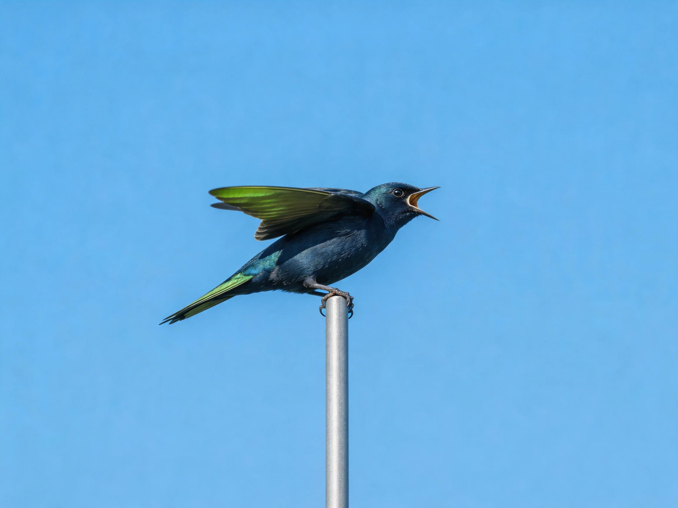 A dark blue bird with green wing accents perches on a silver pole