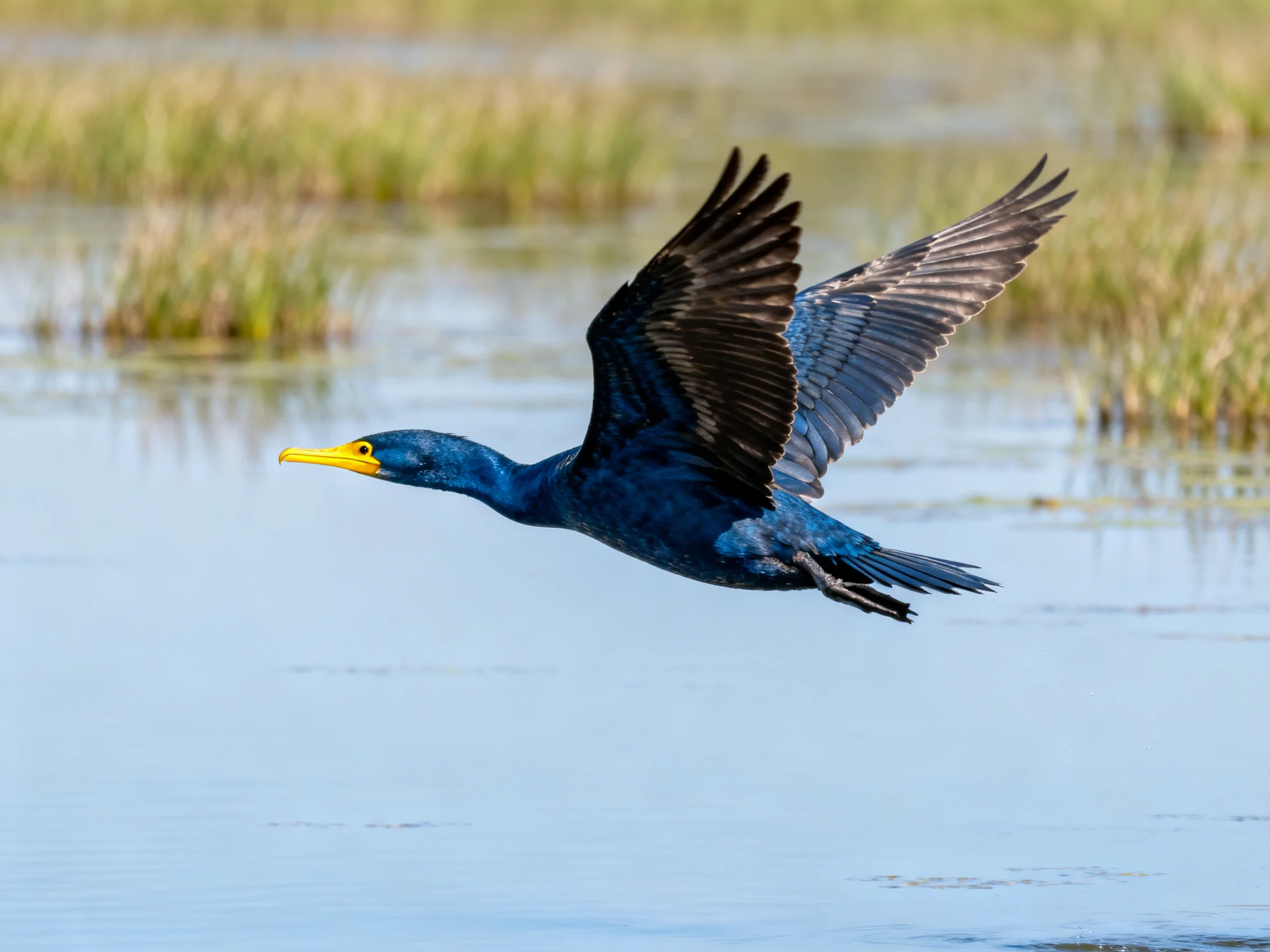 A dark blue cormorant soars over calm waters near tall reeds
