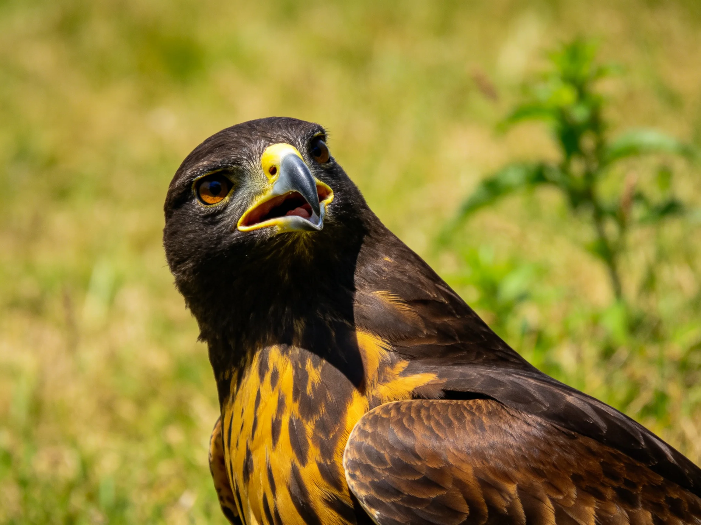 A dark brown and golden hawk with sharp beak
