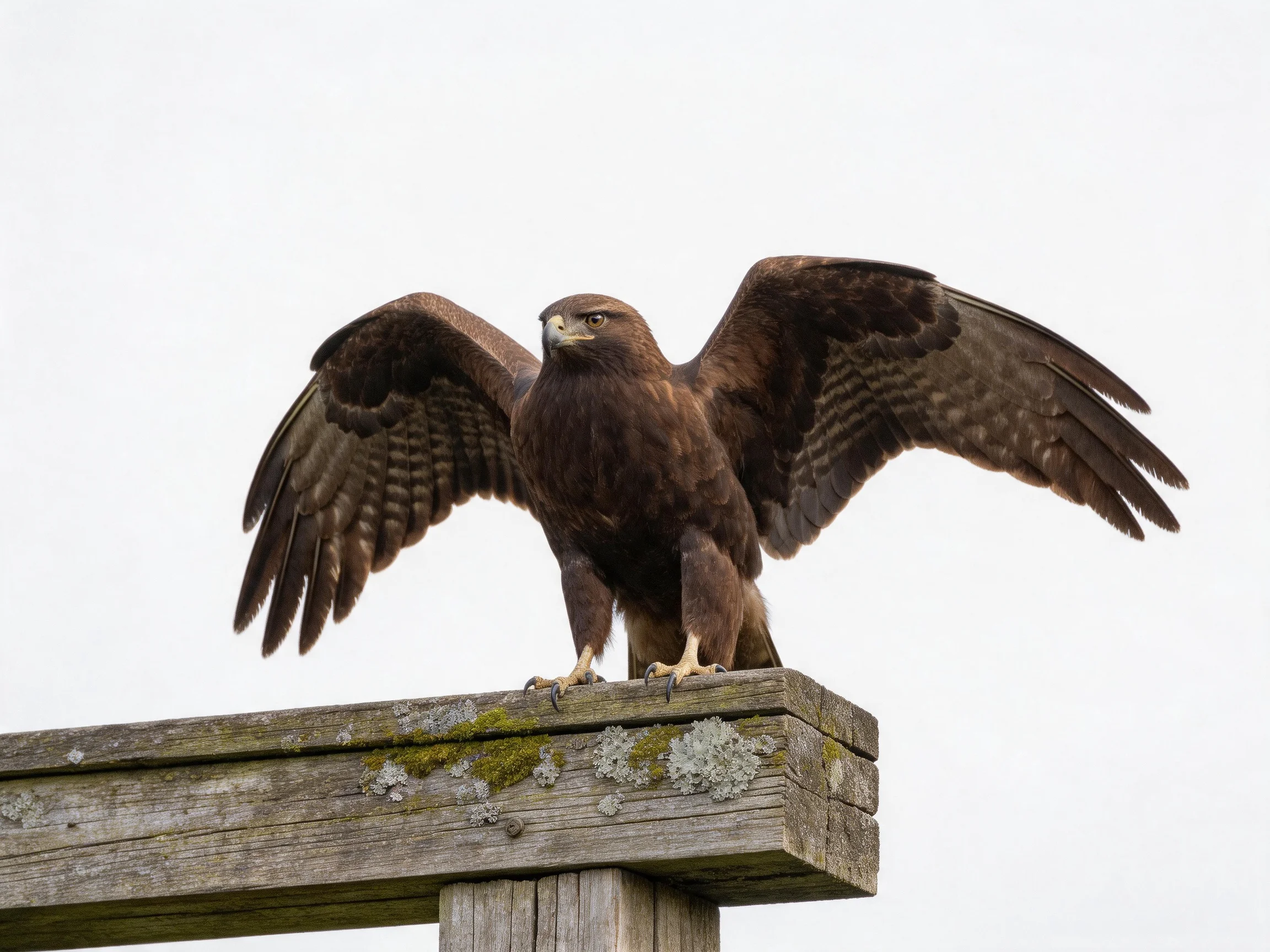 A dark brown bird spreads wings on a mossy wooden post
