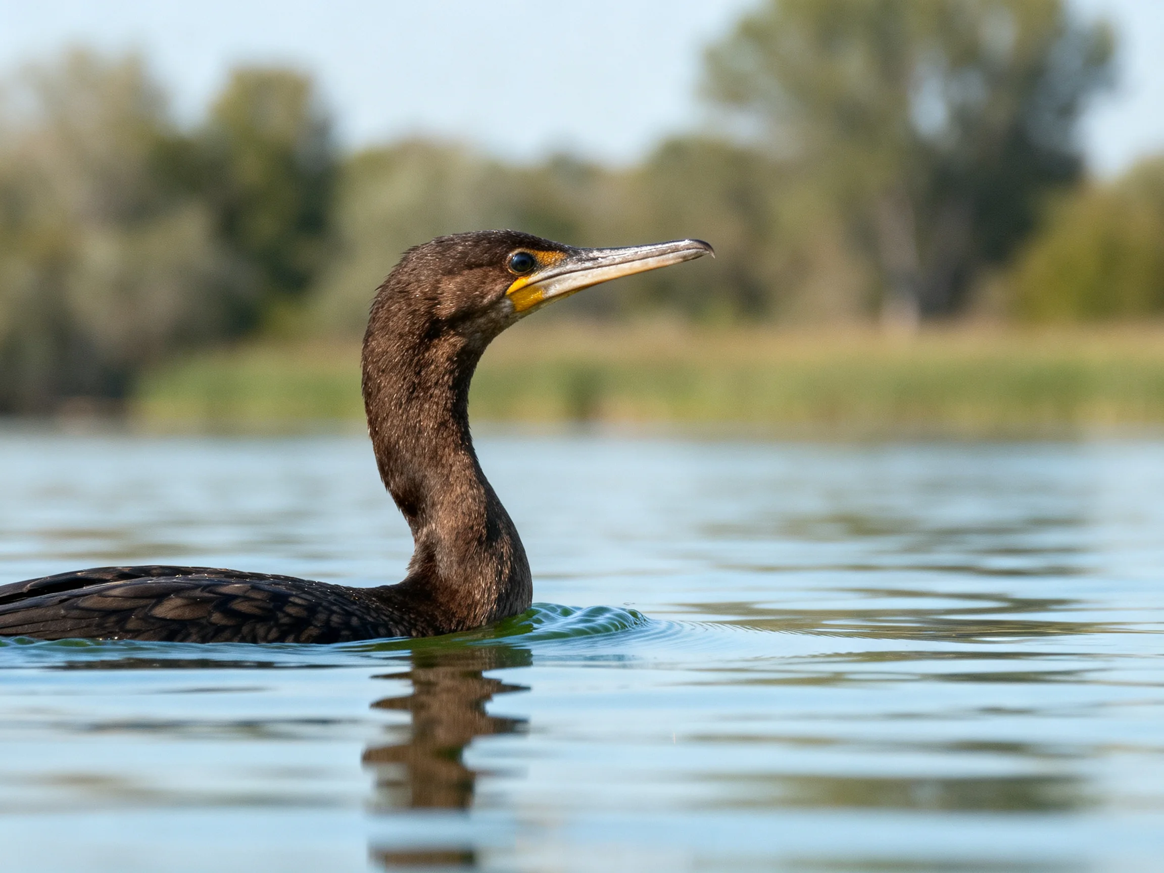 A dark brown cormorant swims in calm blue water near greenery