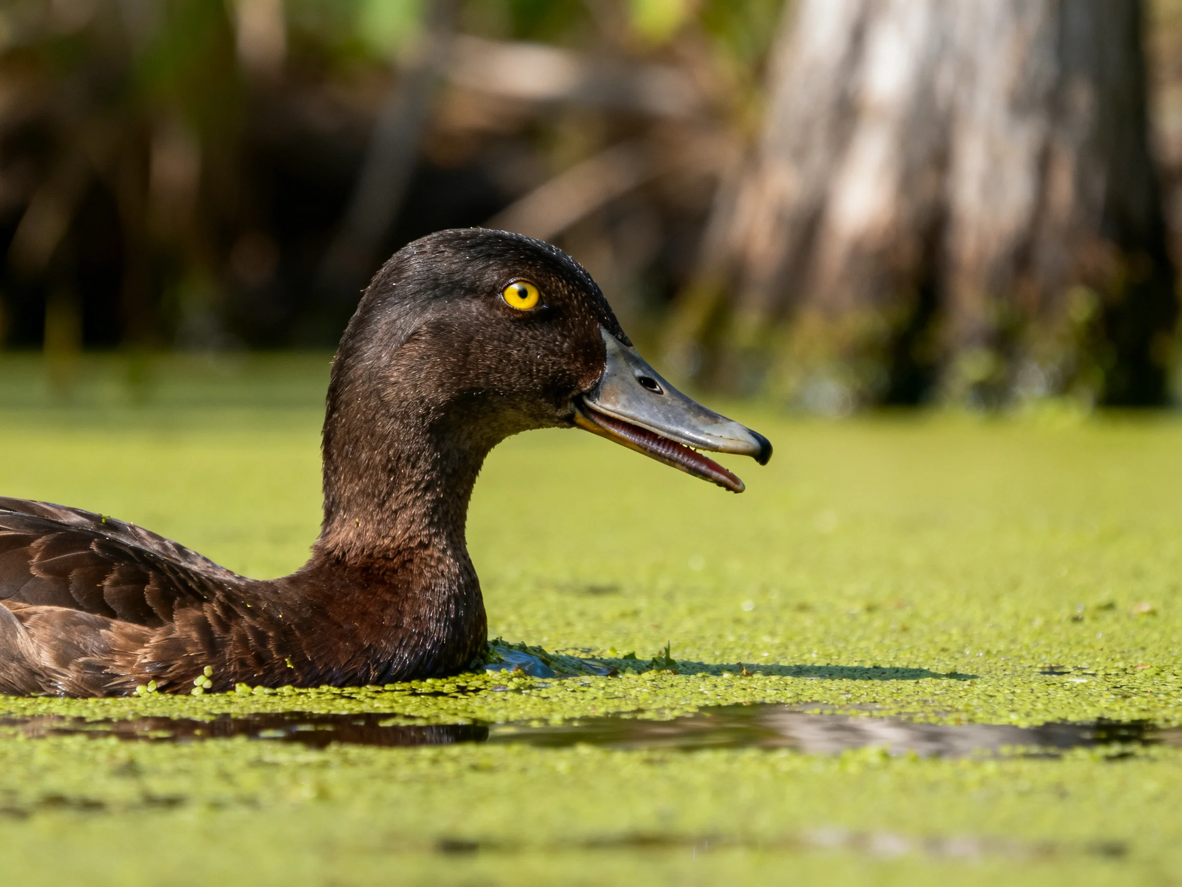 A dark brown duck swims in green algae-filled water near tree trunks