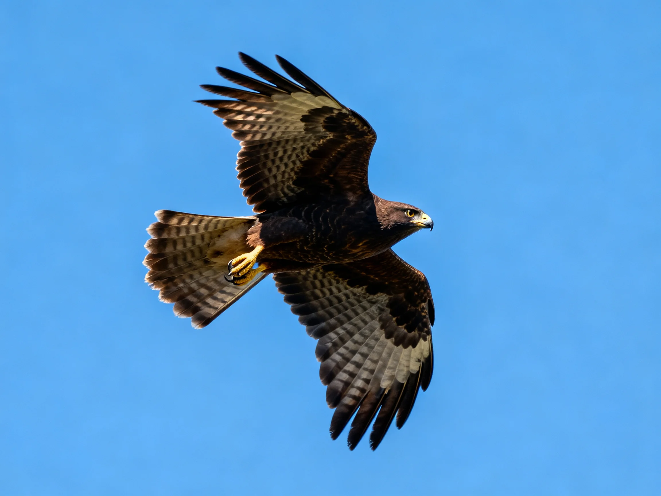 A dark brown hawk soars with extended wings over a clear blue sky