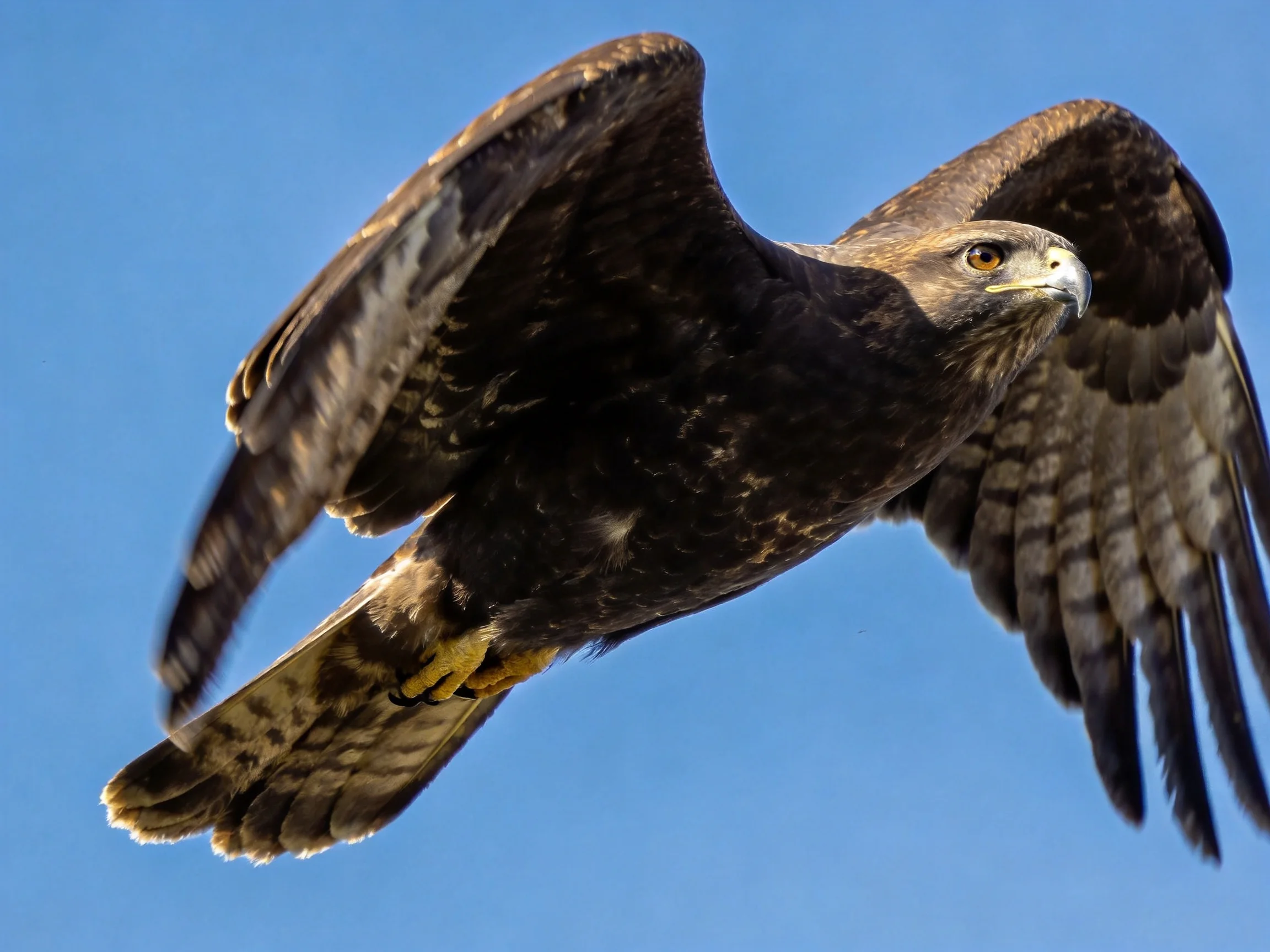 A dark brown raptor soaring with outstretched wings