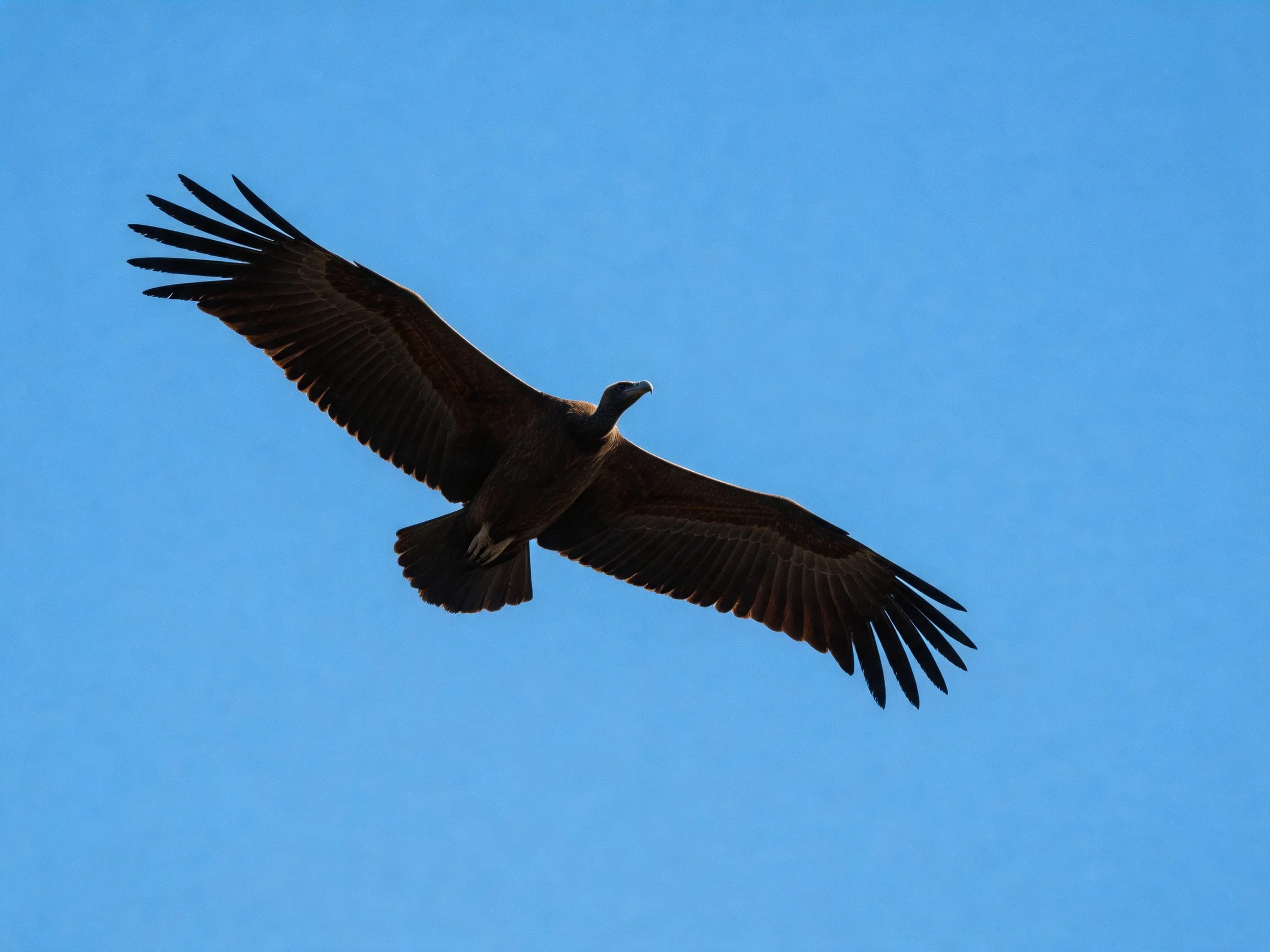 A dark brown vulture glides through a clear bluesky