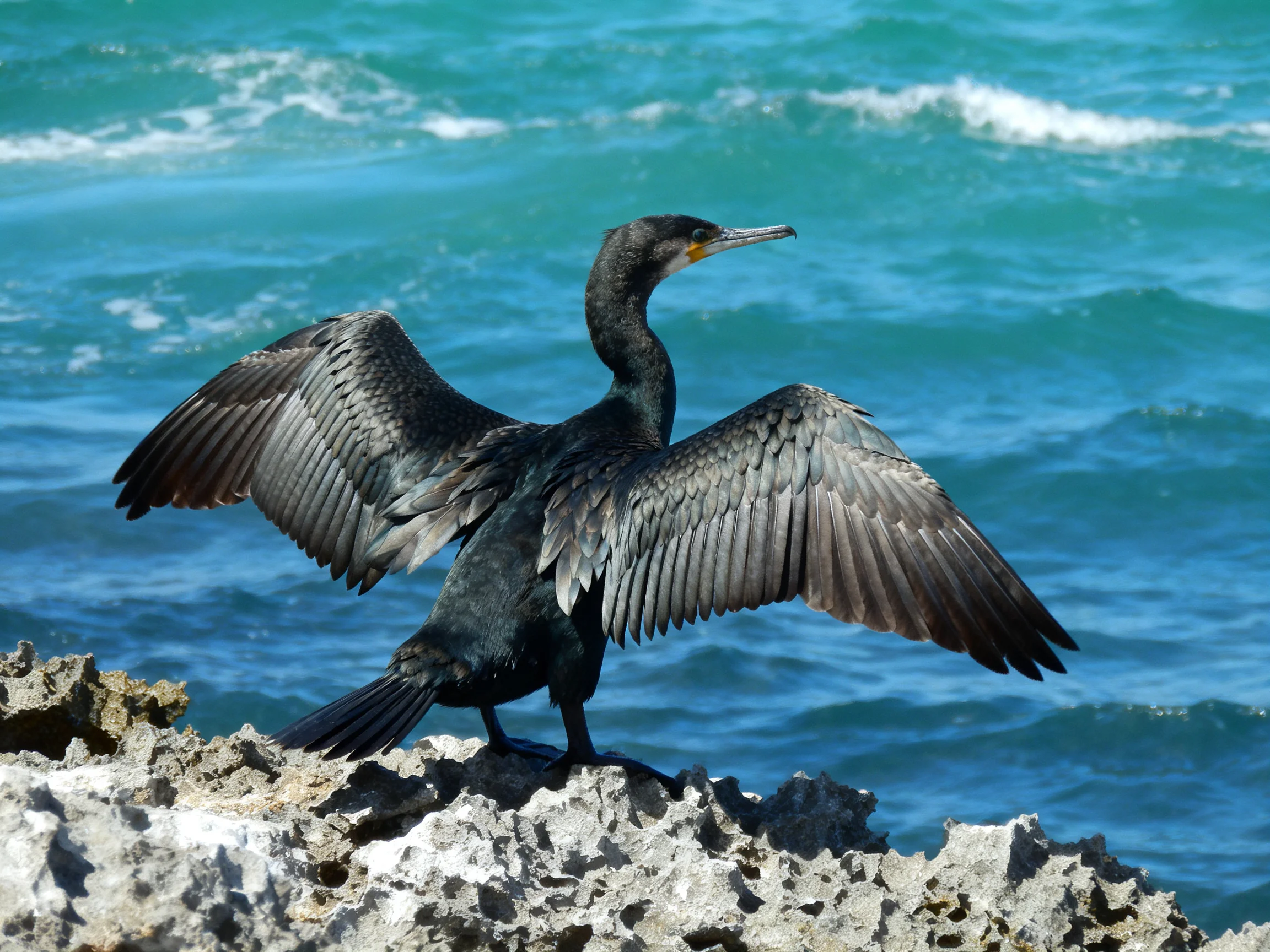 A dark-feathered bird spreading wings on a rugged rocky shore by turquoise ocean