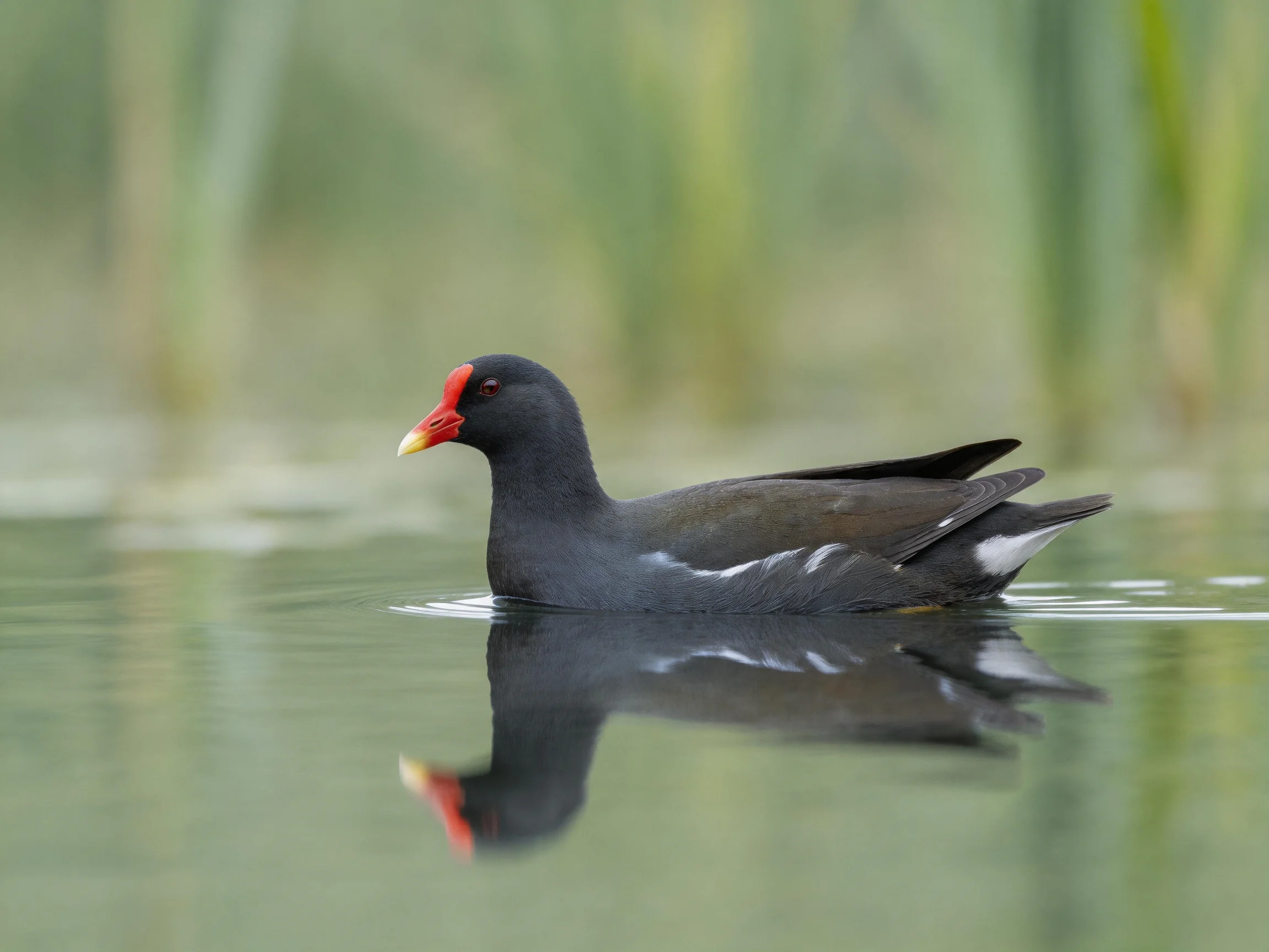 A dark-feathered bird with a red beak floats serenely on calm water.