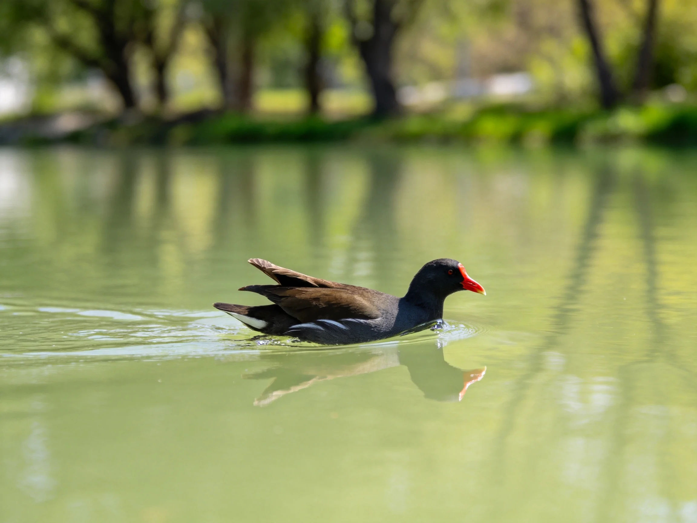 A dark-feathered bird with red beak swims in calm green water.