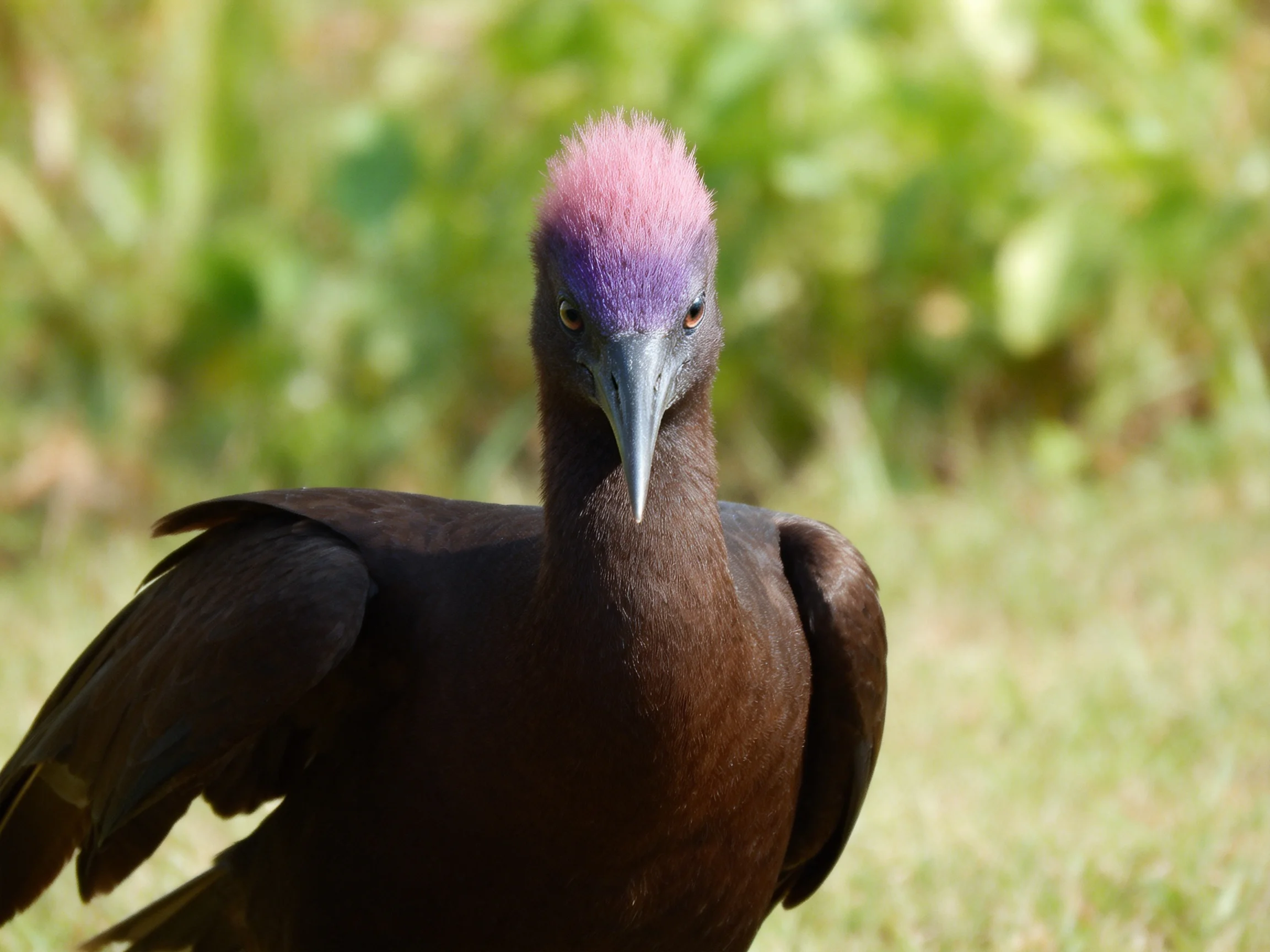 A dark-feathered bird with vibrant pink-purple crest stands amid green foliage
