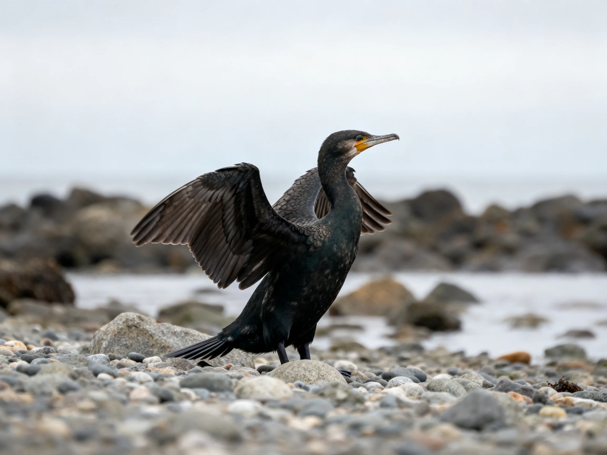 A dark-feathered cormorant spreading wings on a pebbly shore