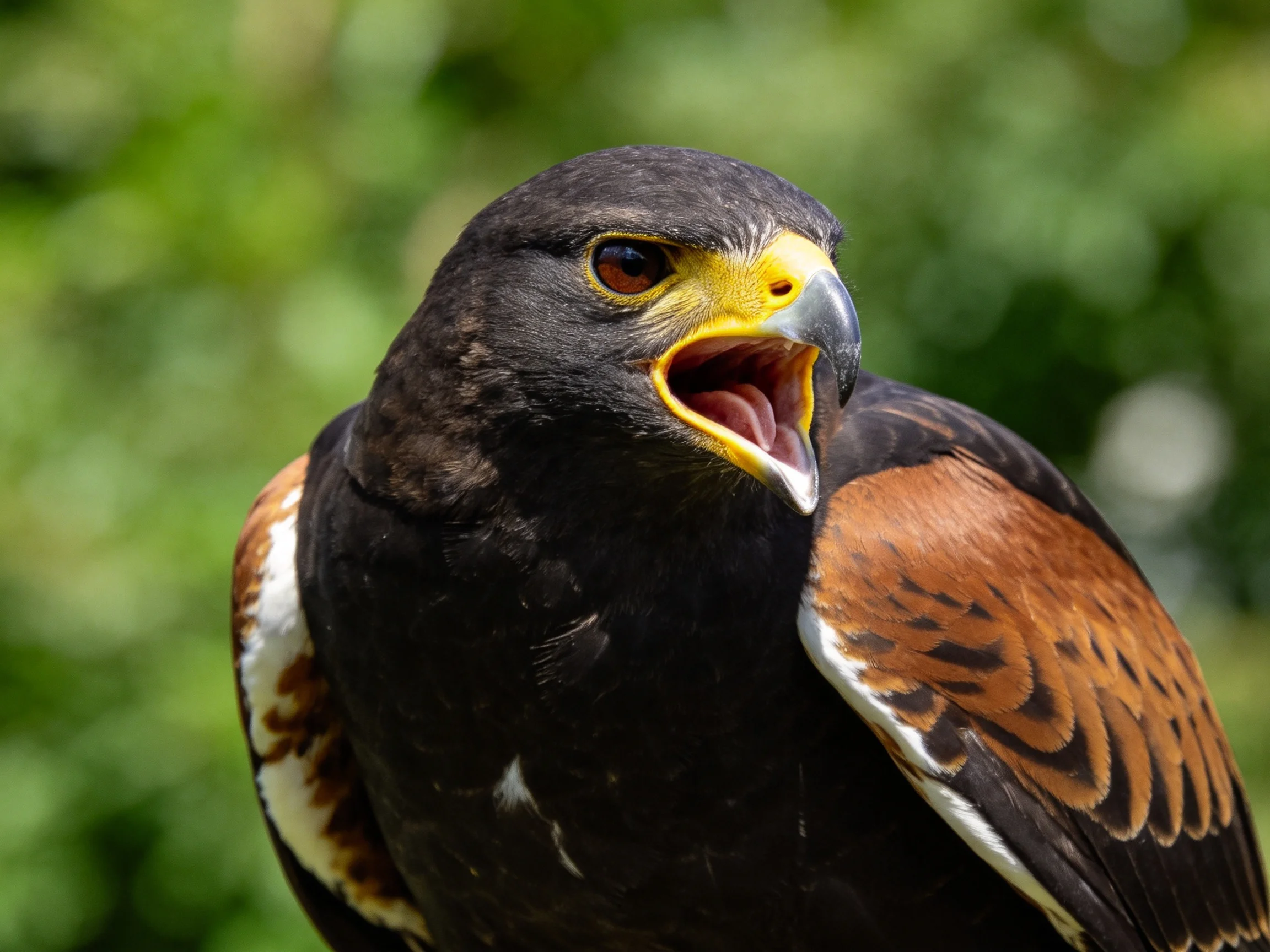 A dark-feathered hawk with yellow beak and brown wing patches