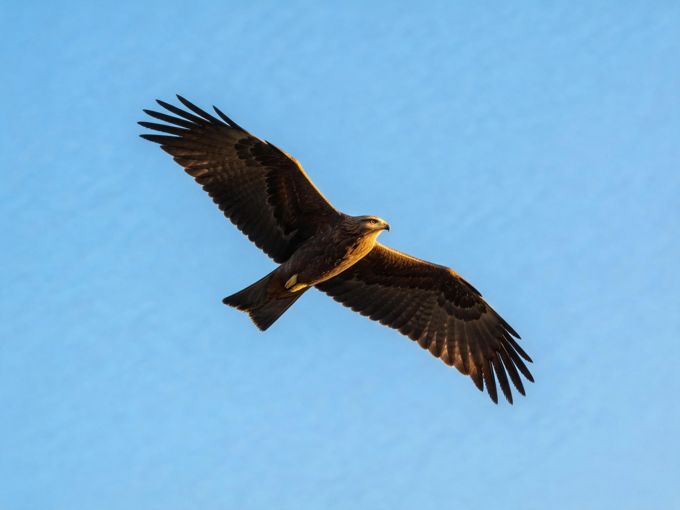 A dark-feathered raptor flies with spread wings against a clear blue sky