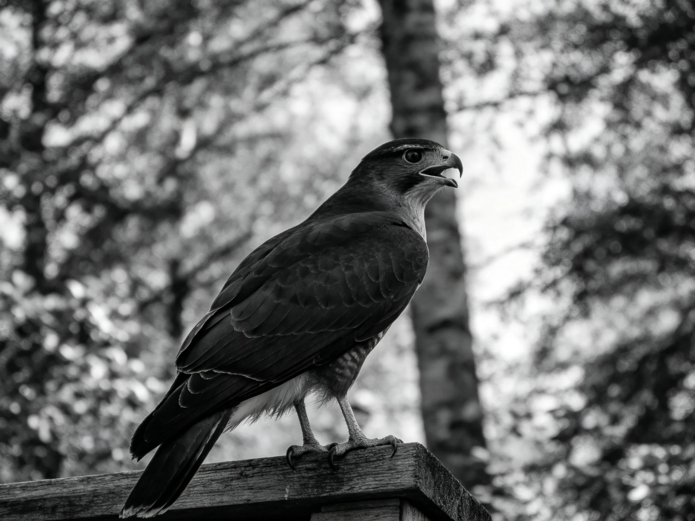 A dark-feathered raptor perches on wood near forest trees