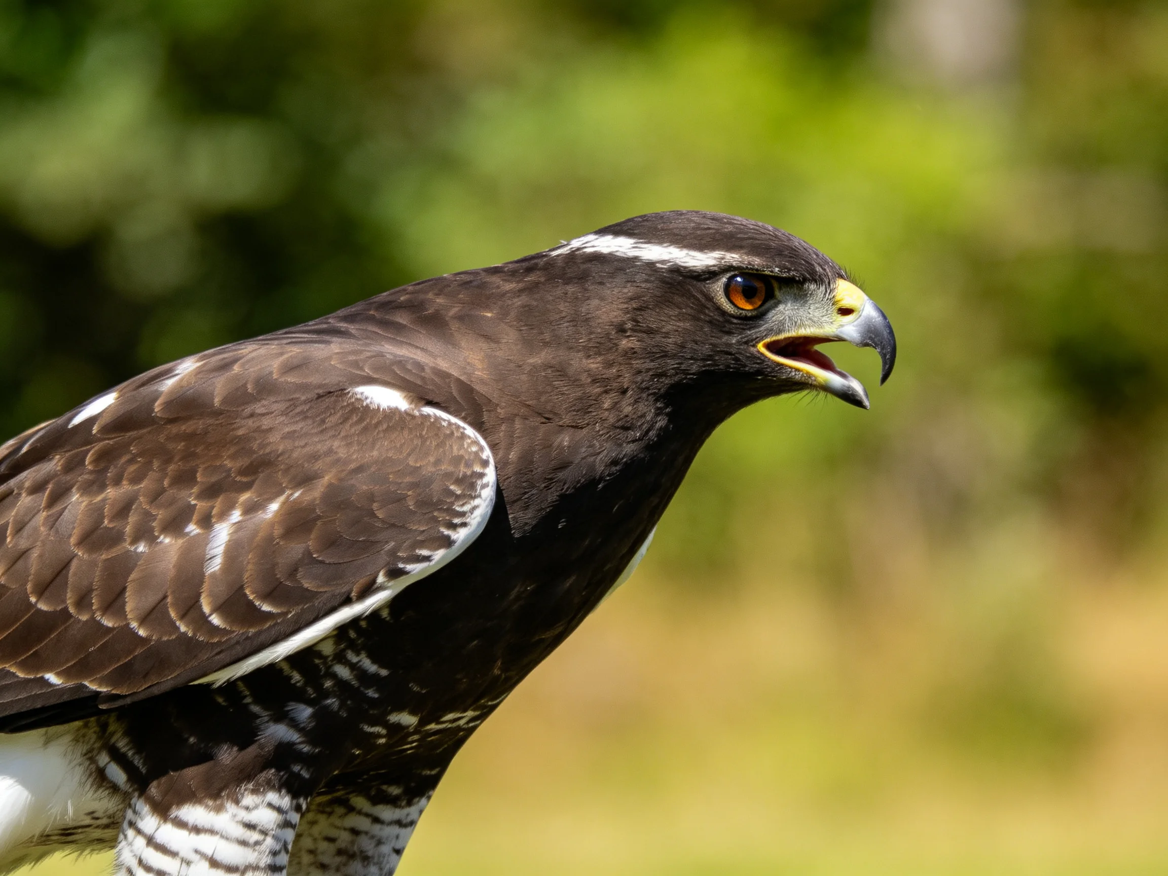 A dark - feathered raptor with white feather markings