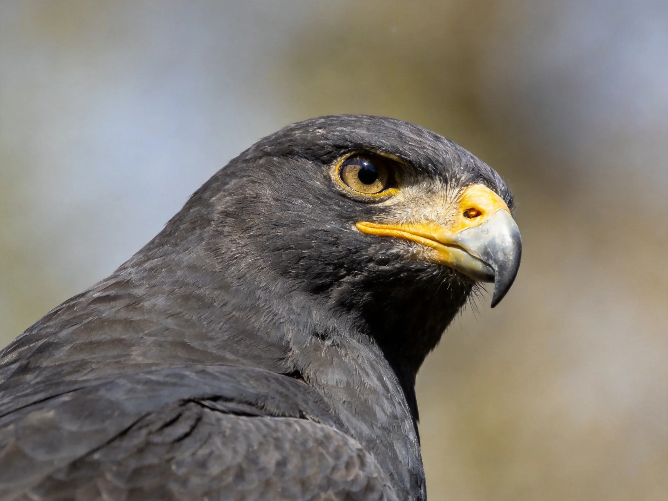A dark gray hawk with a yellow beak and intense gaze