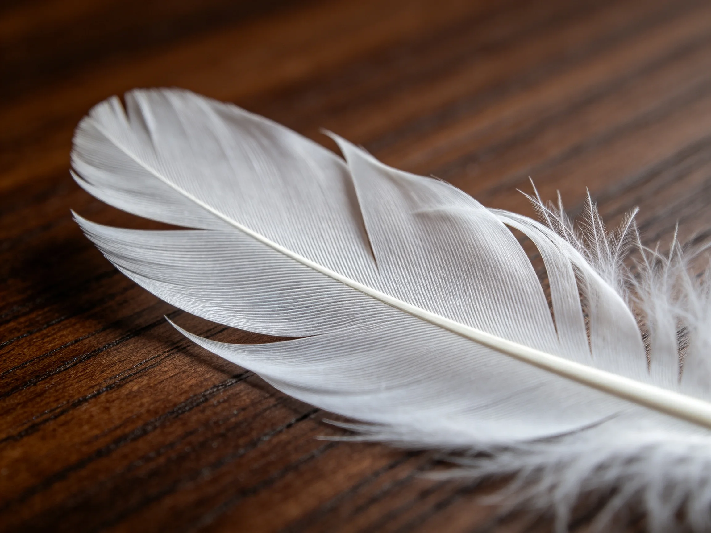 A delicate white feather lies on a polished wooden surface