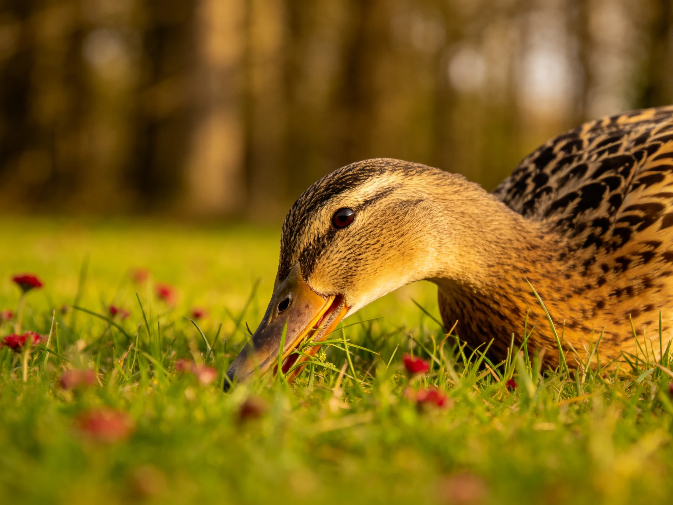 A duck forages among red wildflowers in golden grass