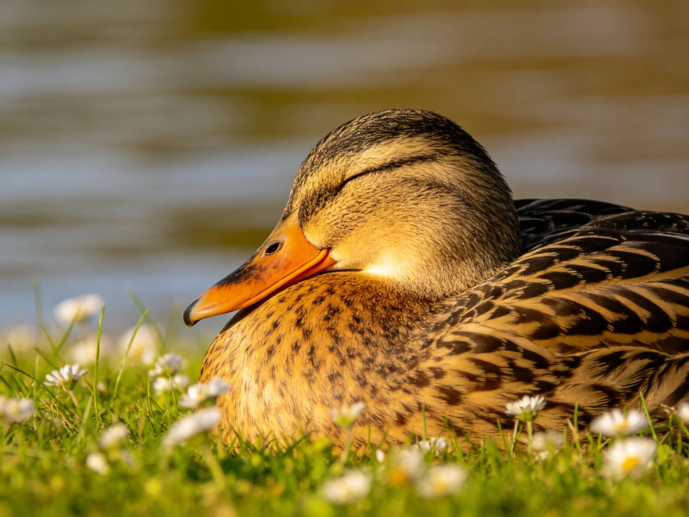 A duck rests on grass with white flowers near calm water