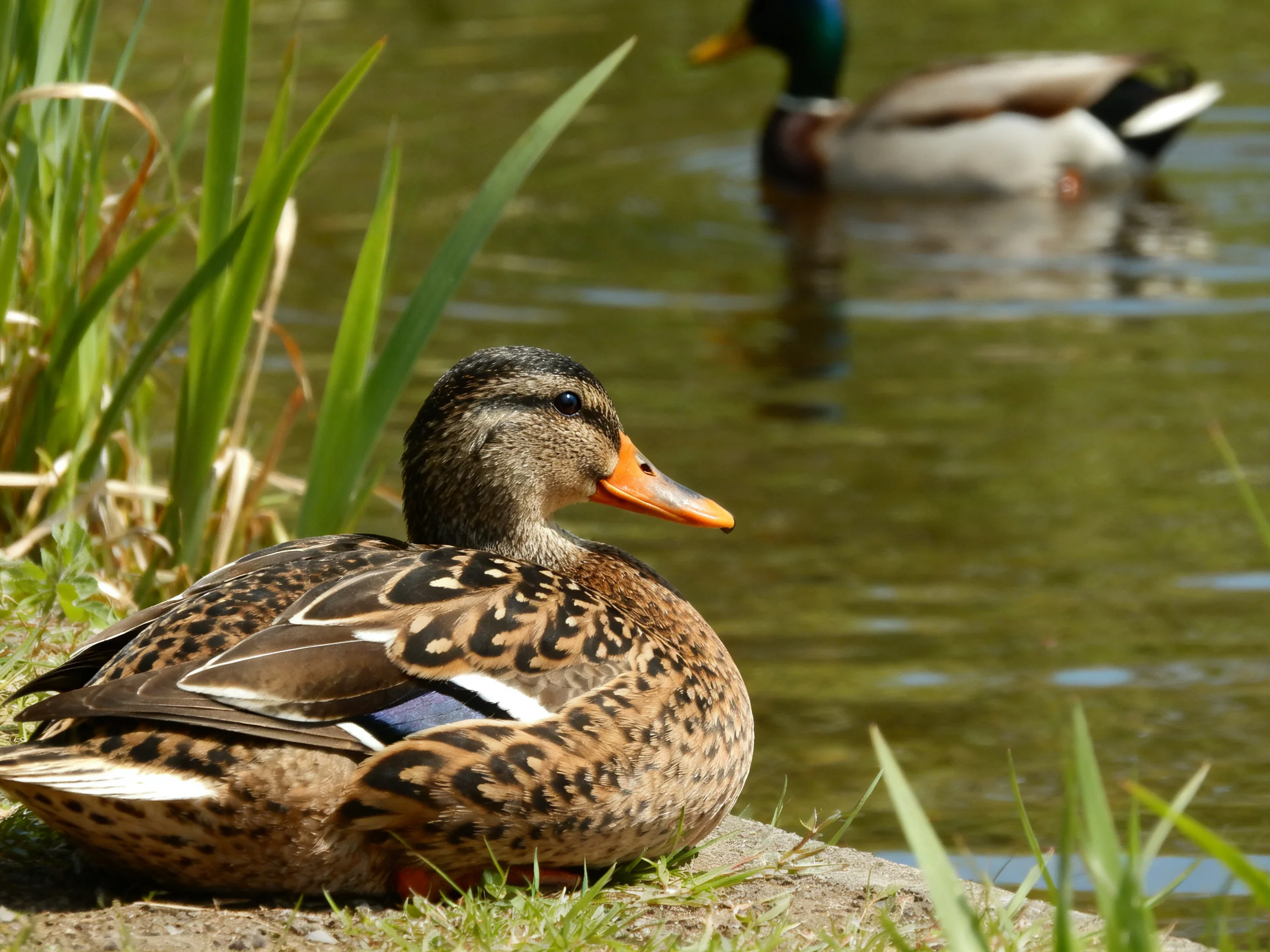 A duck rests on shore beside a calm pond with another swimming