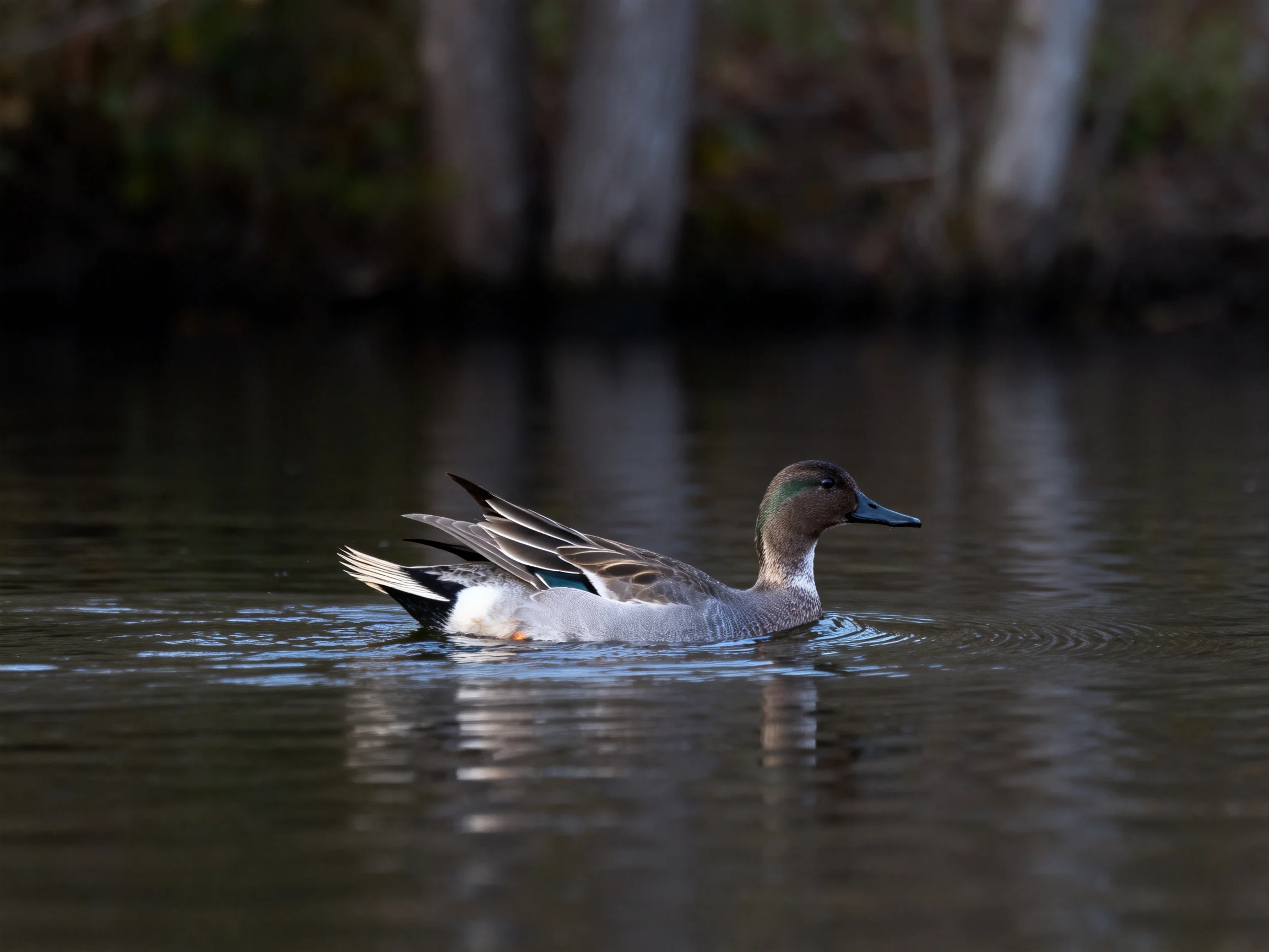 A duck swims gracefully in calm water near blurred trees