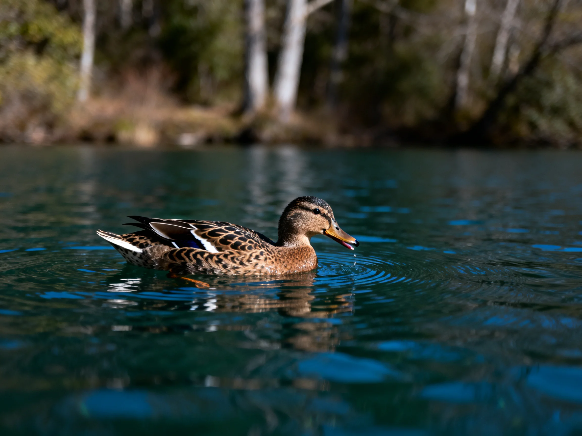 A duck swims in calm blue-green water near forested shore
