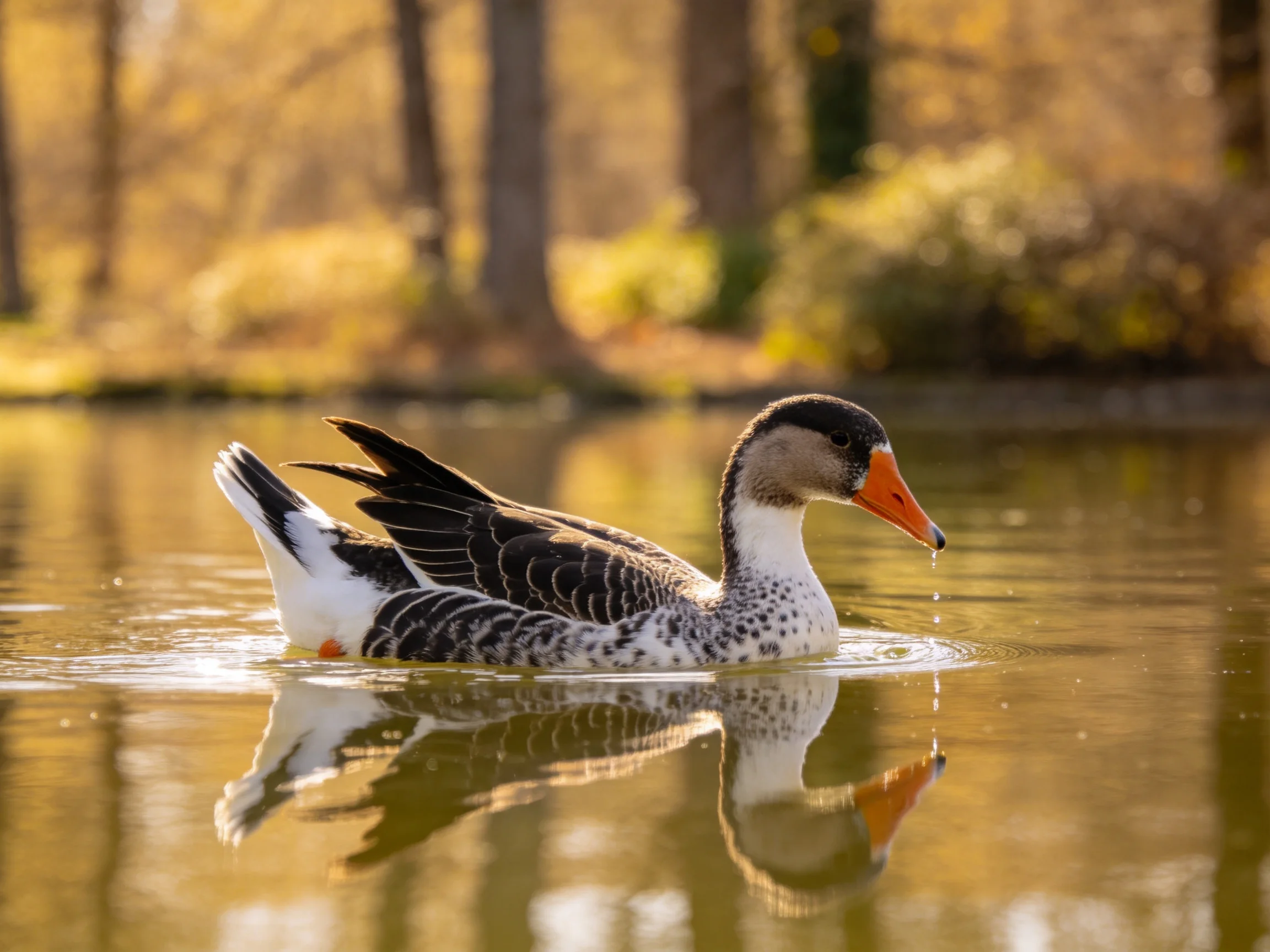 A duck swims in calm water near autumnal trees