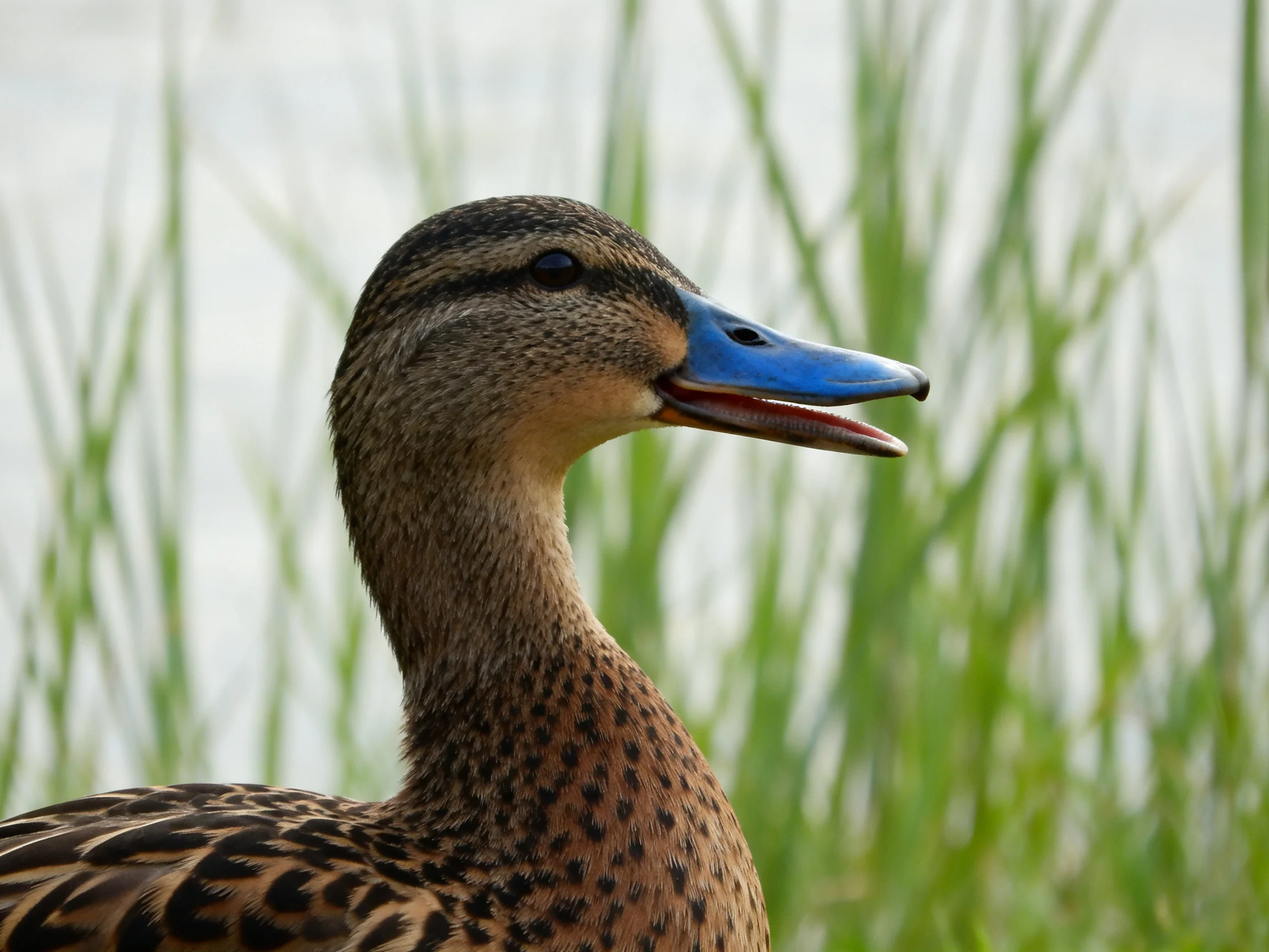 A duck with a blue beak is near tall green reeds in a natural setting.