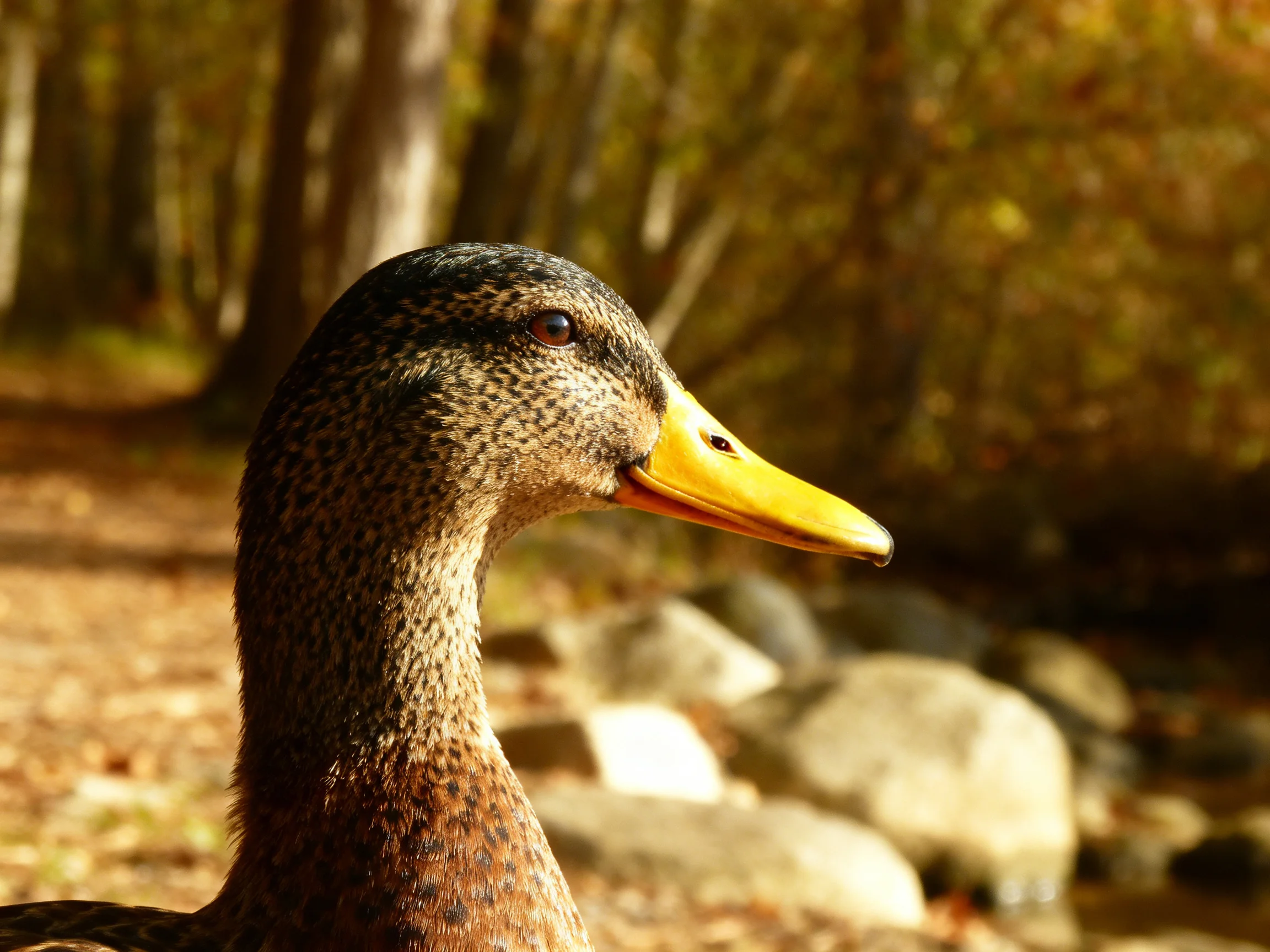 A duck with a bright yellow beak near forest rocks