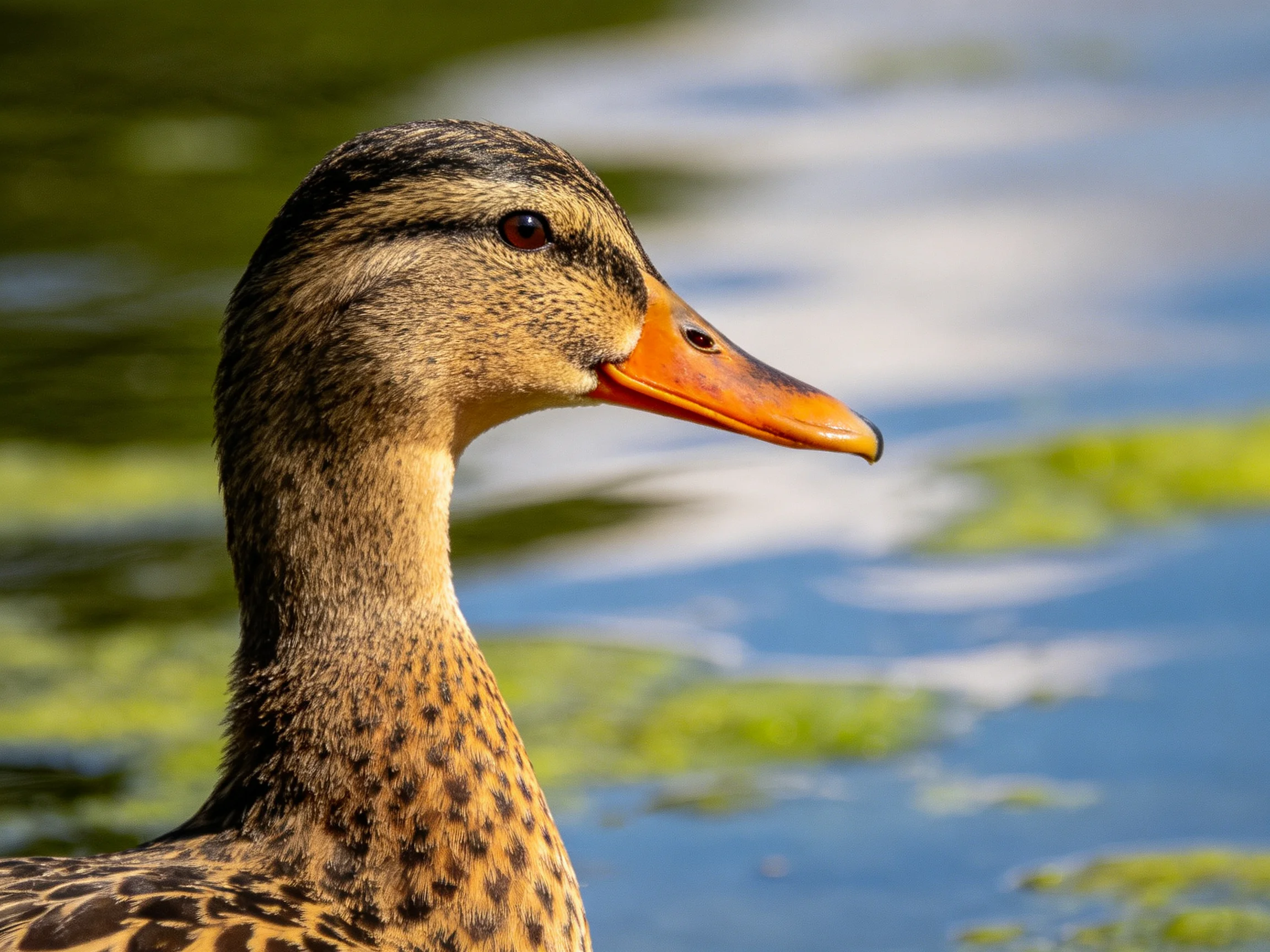 A duck with an orange beak near green-algae-covered water