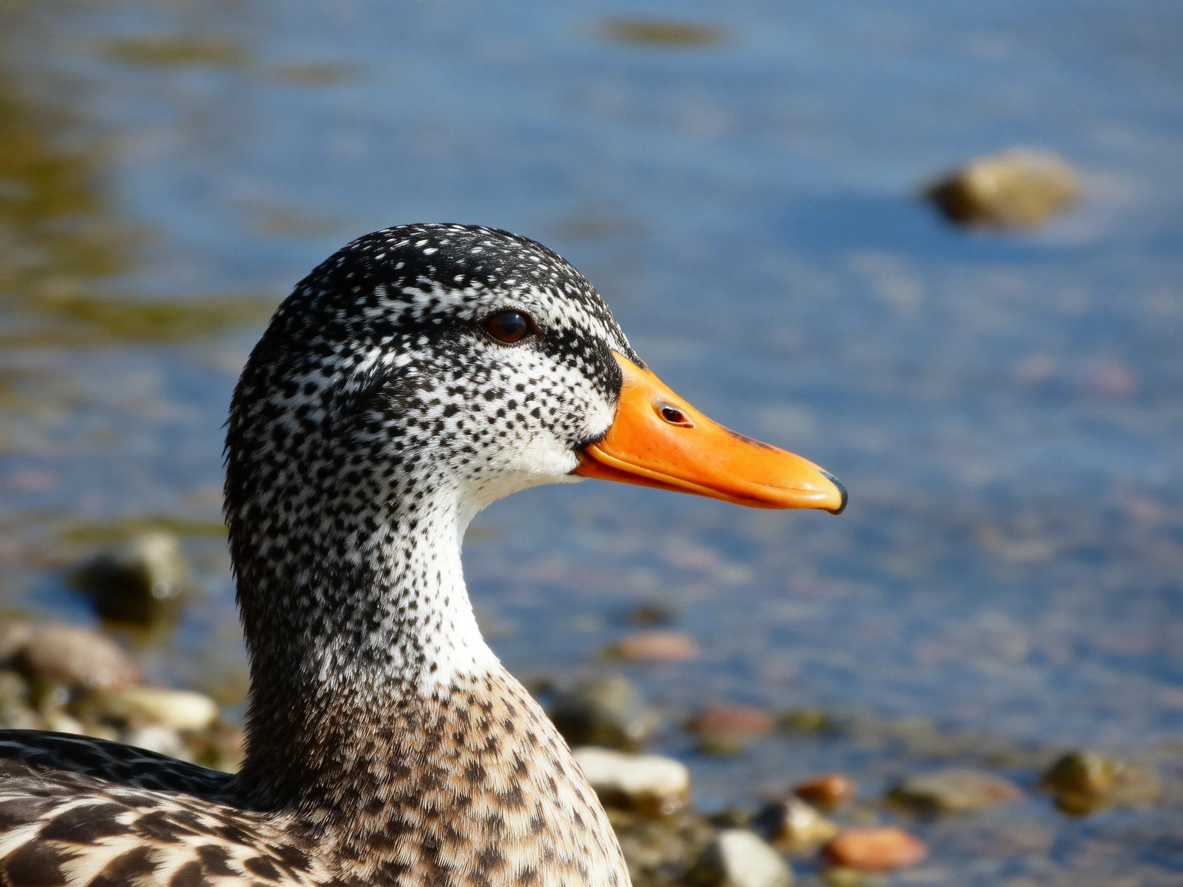 A duck with black-and-white plumage and orange beak by calm waters