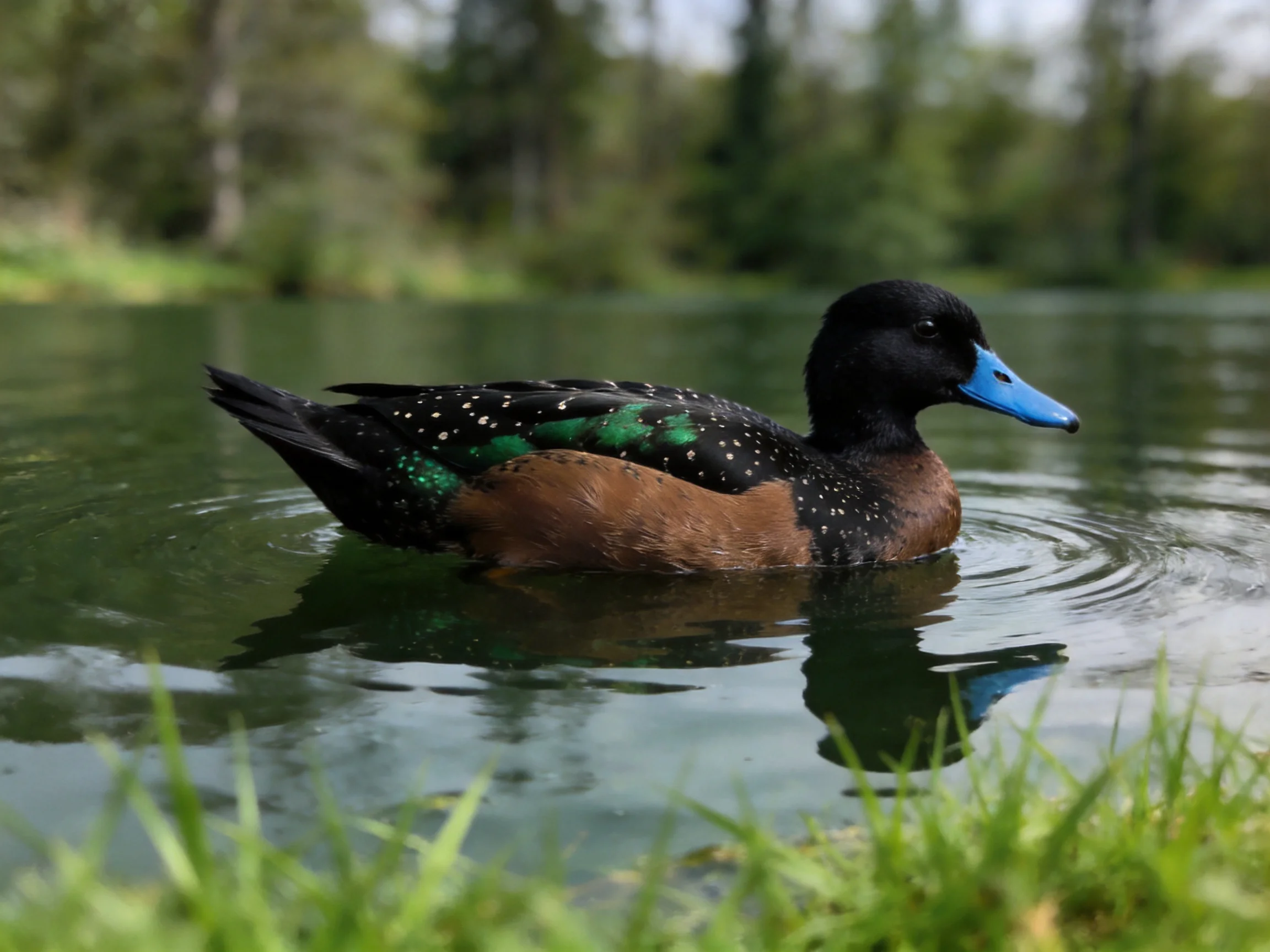 A duck with black, brown, and green plumage swims in calm water