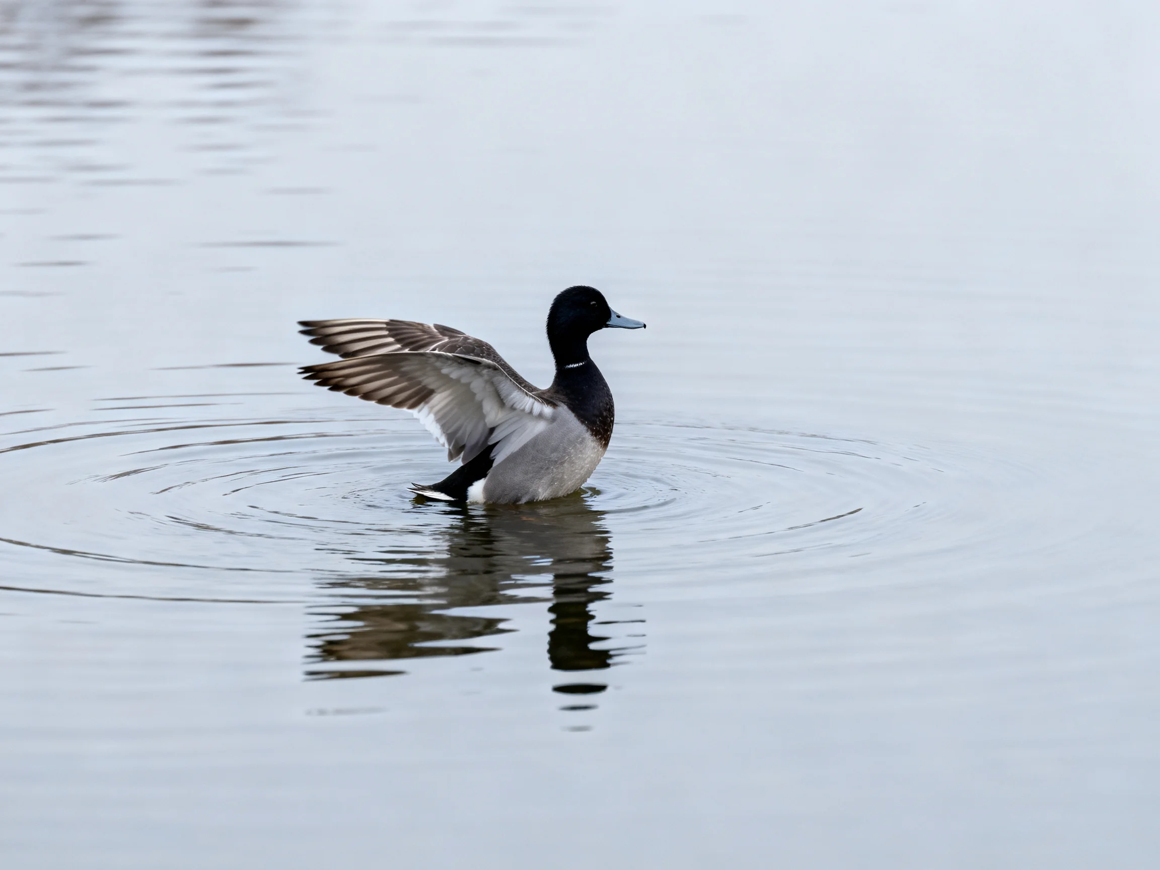 A duck with black head and gray body spreading wings in calm water