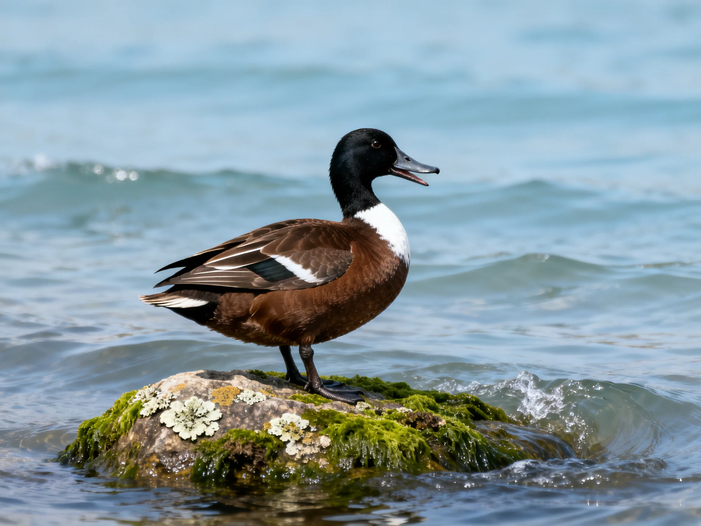 A duck with black head, white neck, and brown body on a mossy rock in water