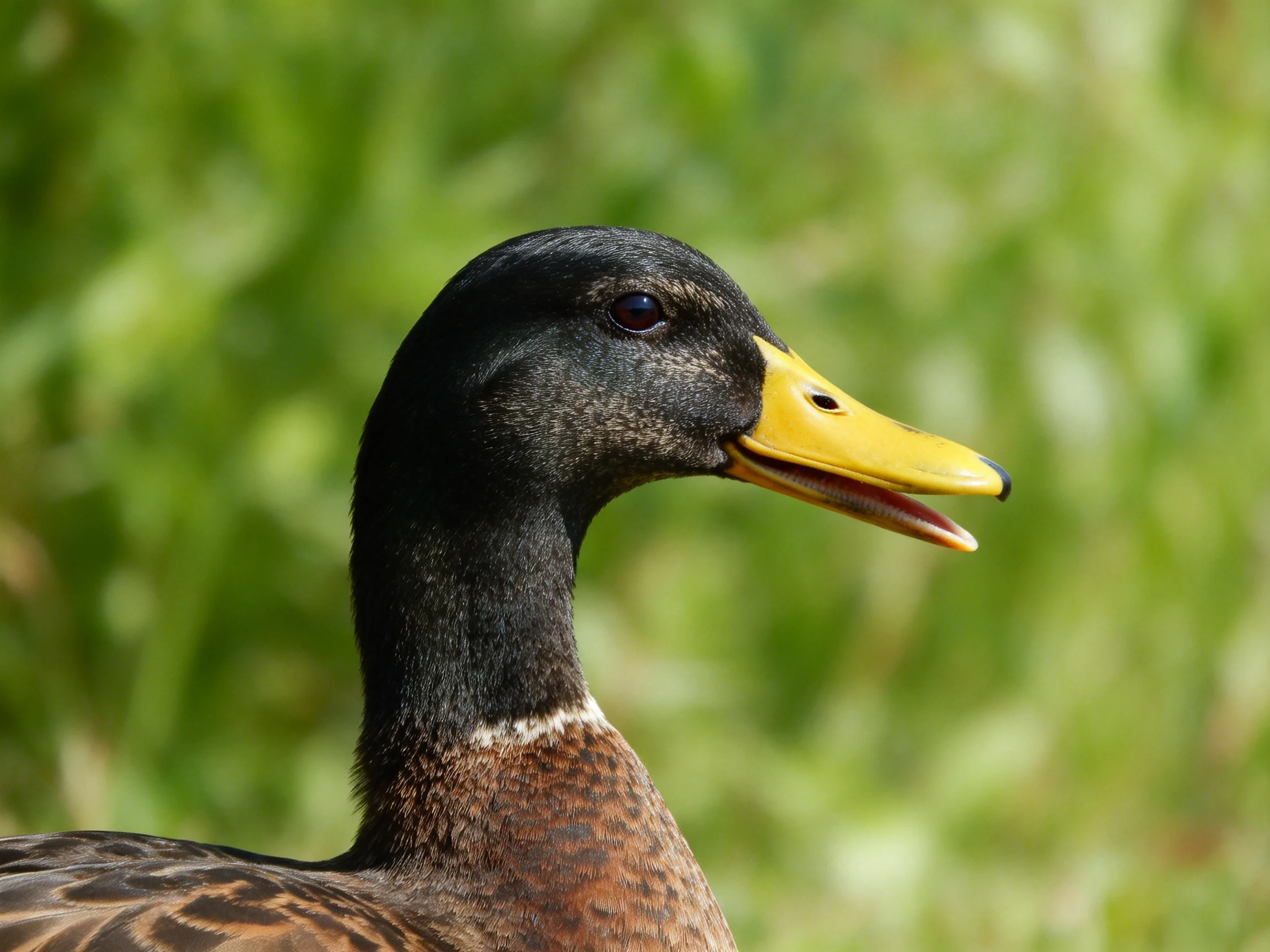A duck with black head, yellow beak, and brown feathers near green foliage