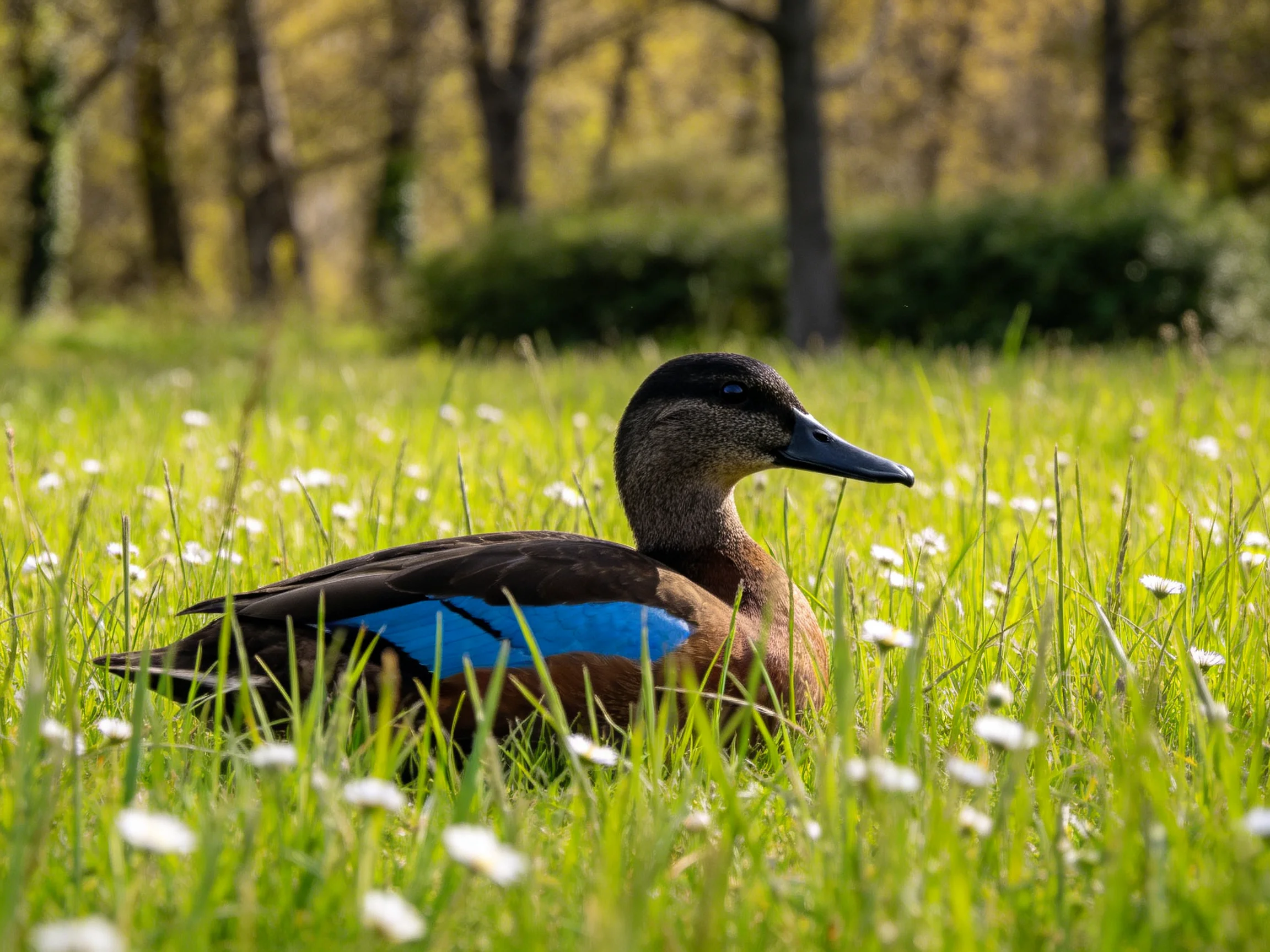 A duck with blue wing patches rests in lush green grass with white wildflowers