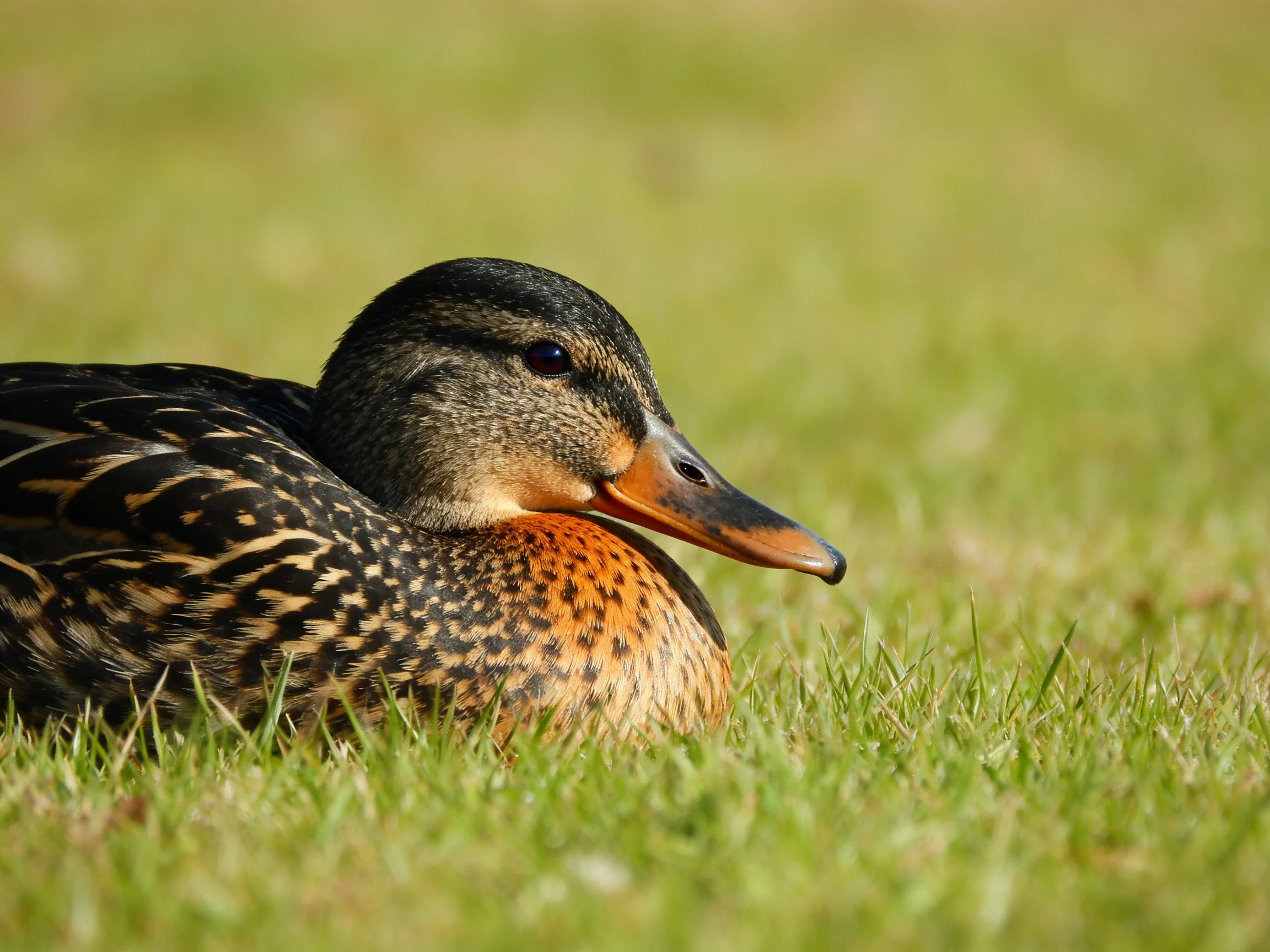 A duck with brown, black, and orange plumage resting on green grass
