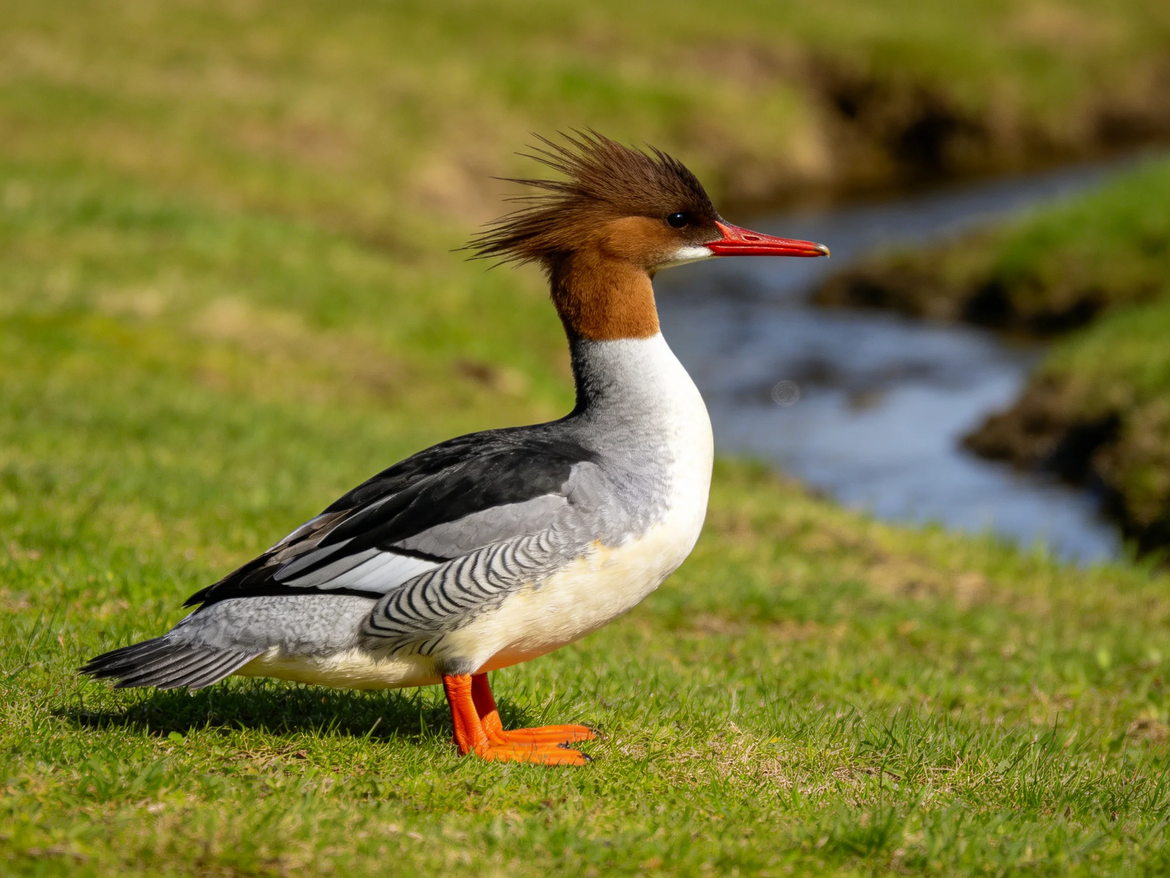 A duck with brown crest, red beak, and orange feet on green grass