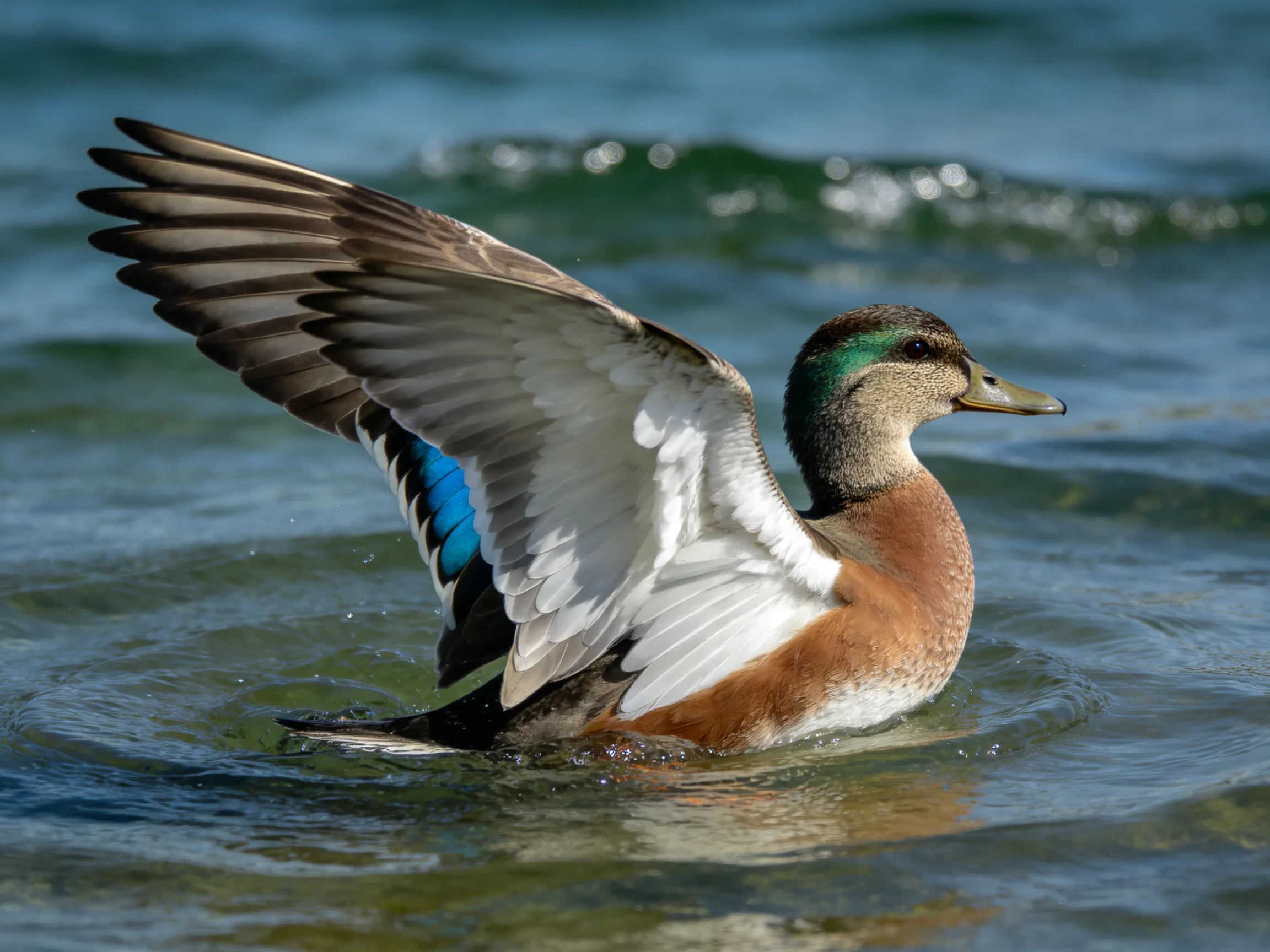 A duck spreads its wings while swimming in calm water.
