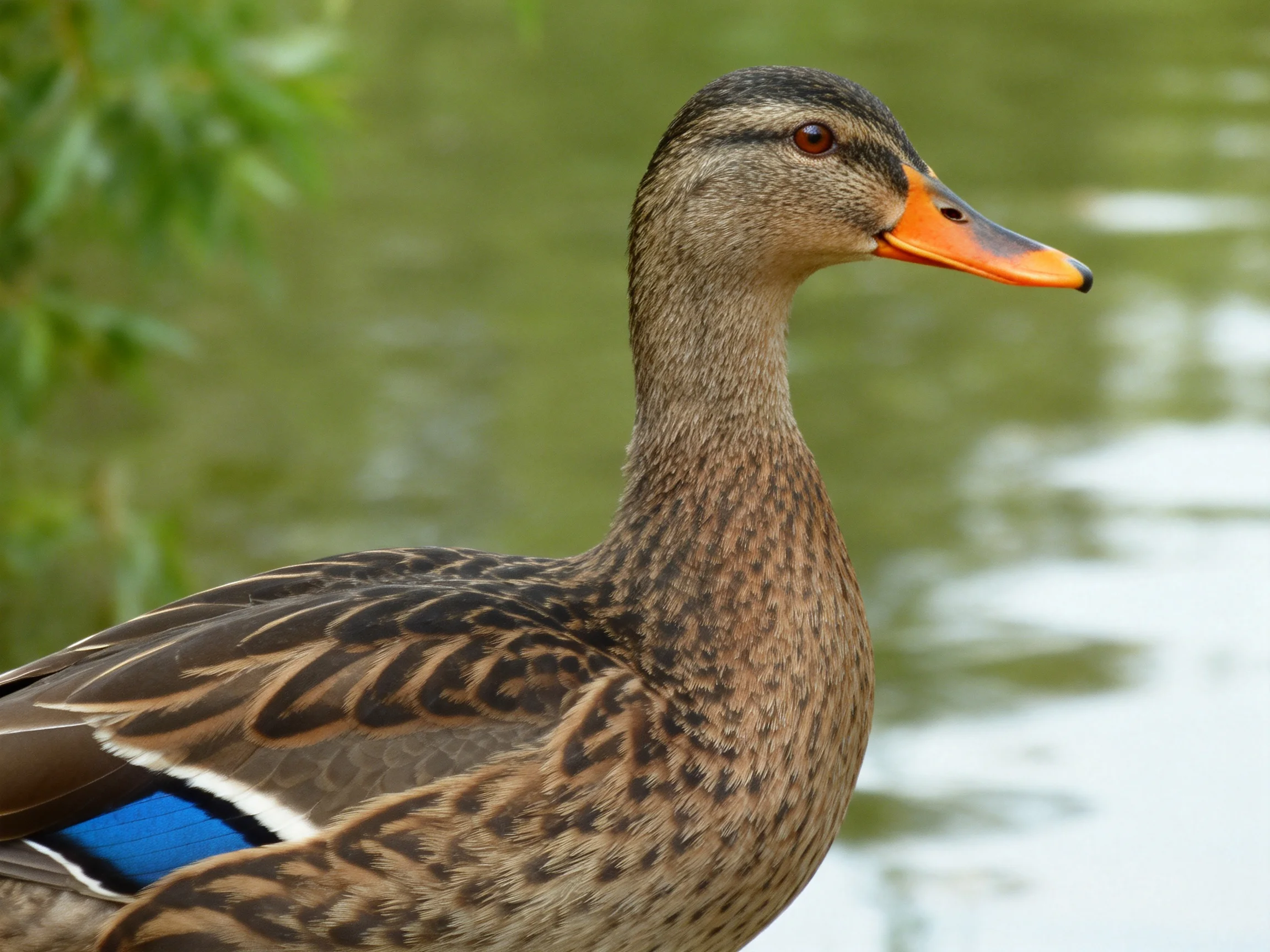 A duck with brown plumage, orange bill, blue wing patch by calm water