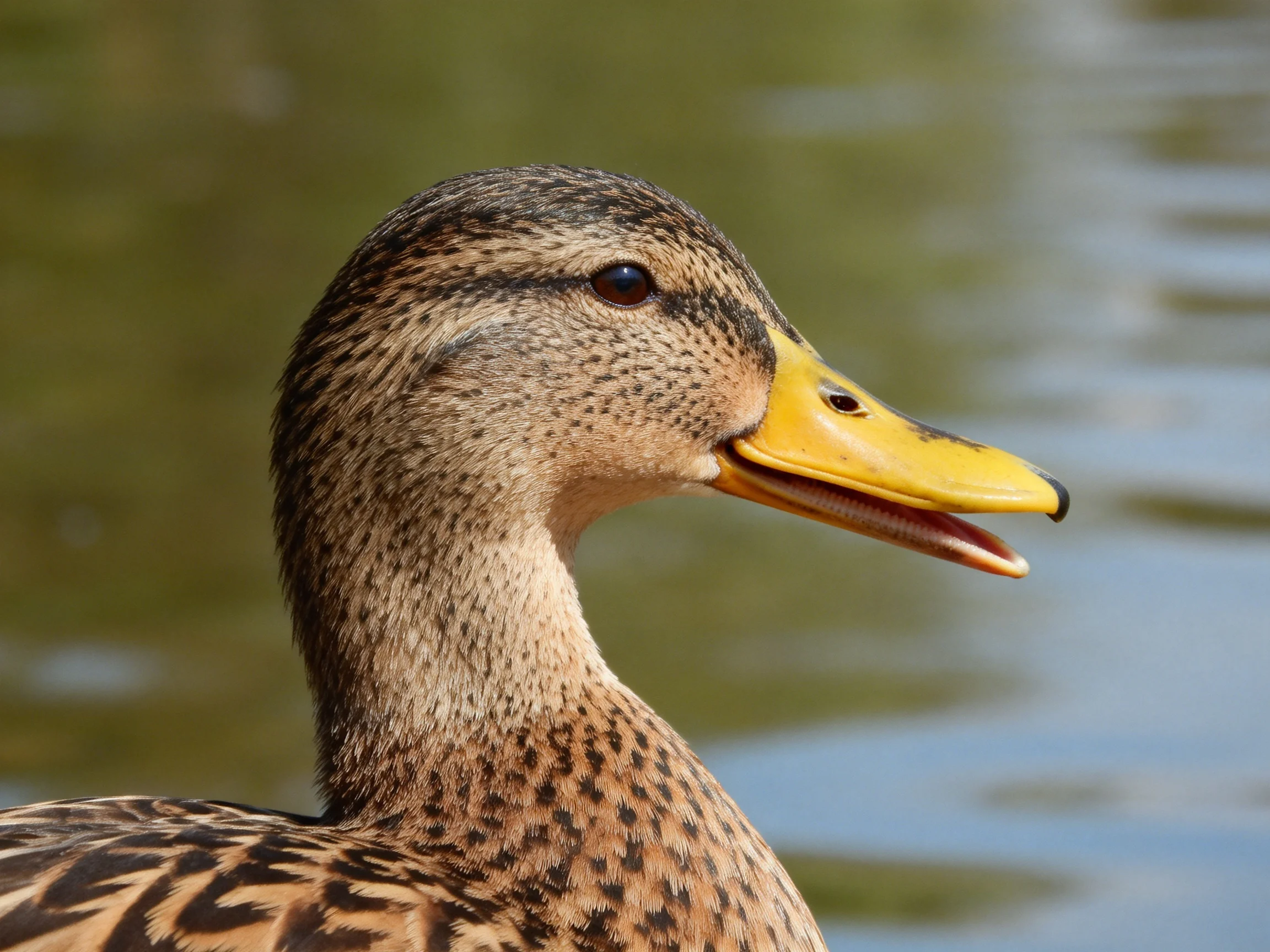 A duck with brown speckled plumage and bright yellow beak near water